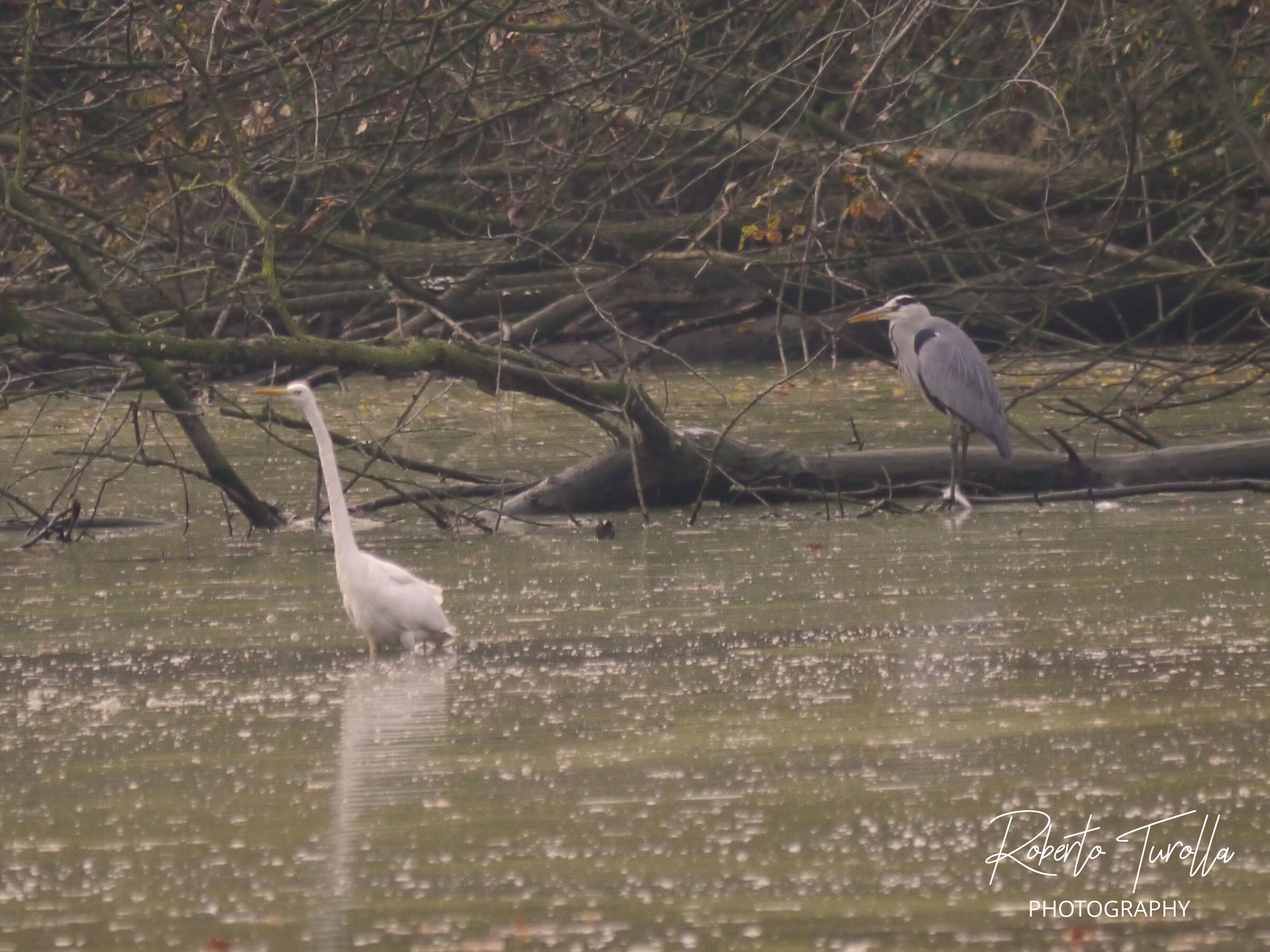 White Heron and Cinerino Heron