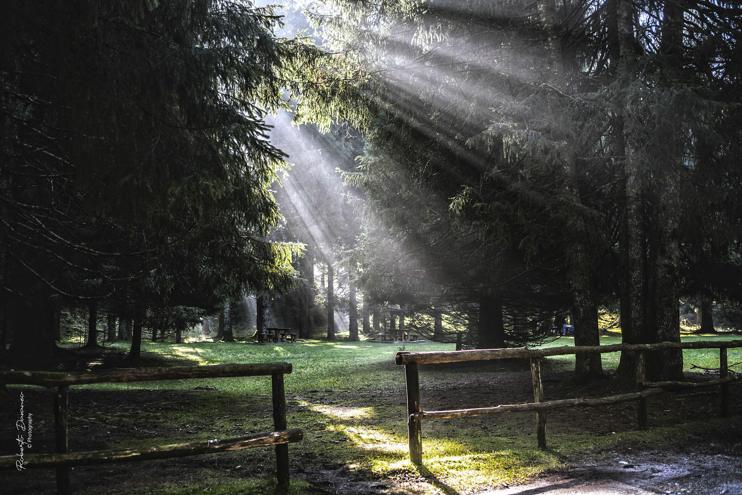 A shy sun pierces the forest.