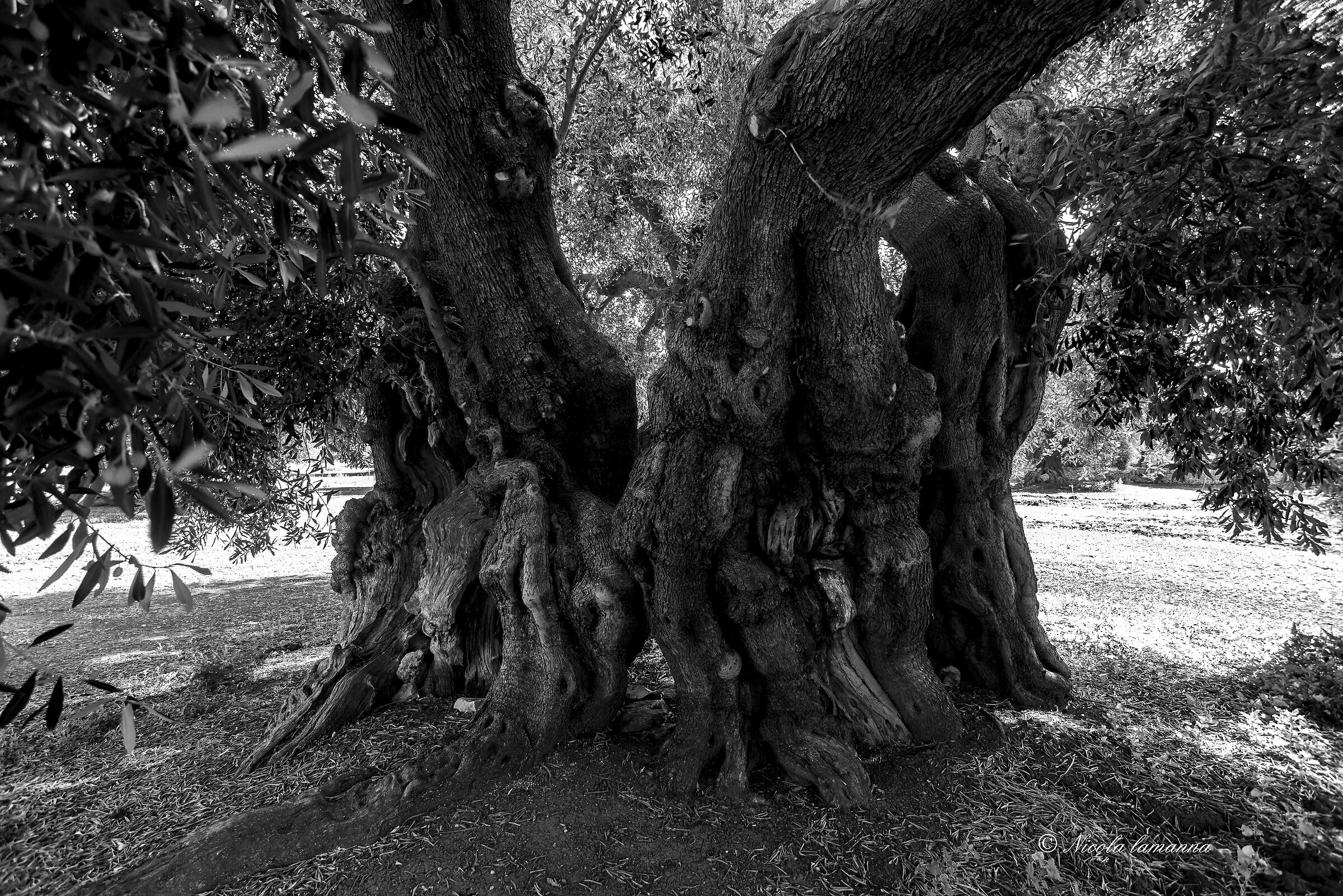 Centuries-old olive tree