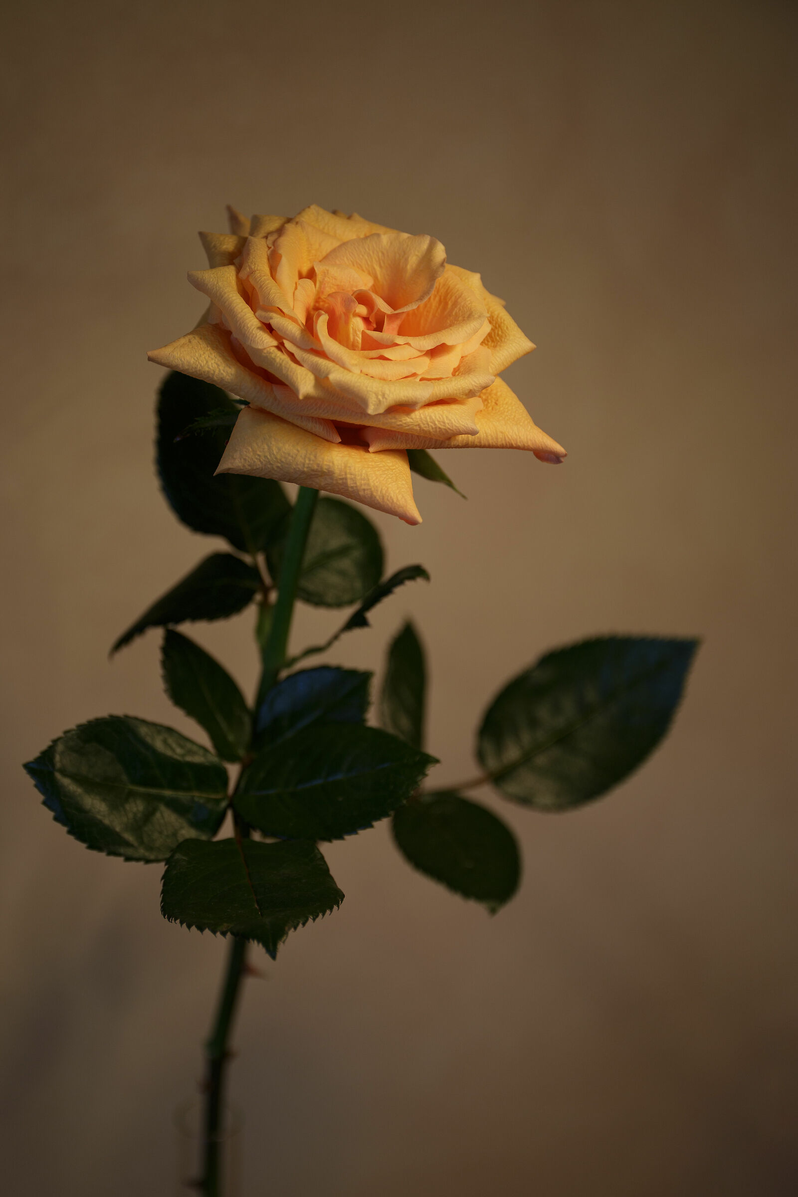 A rose that tastes ancient.