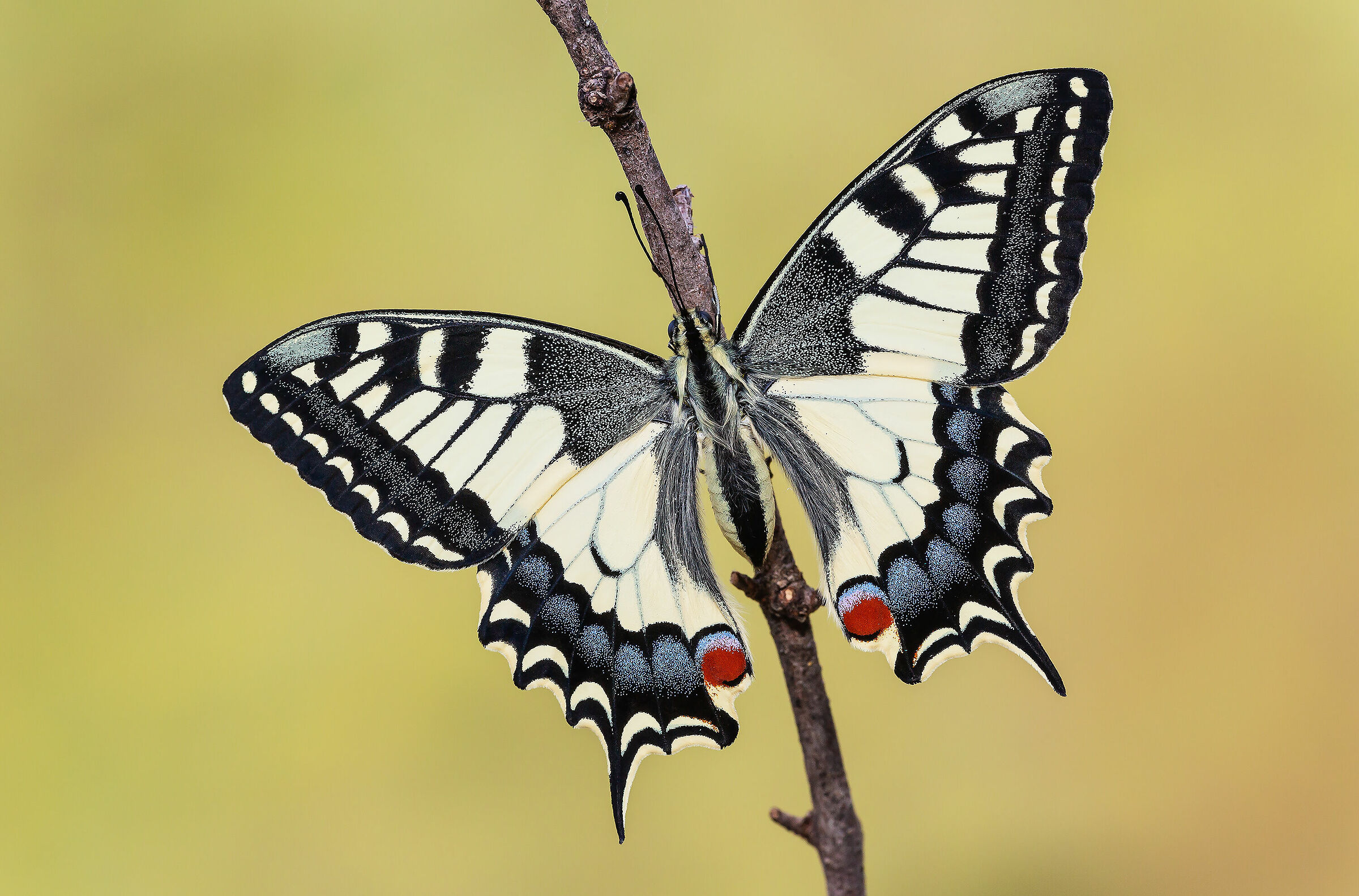 Swallowtail