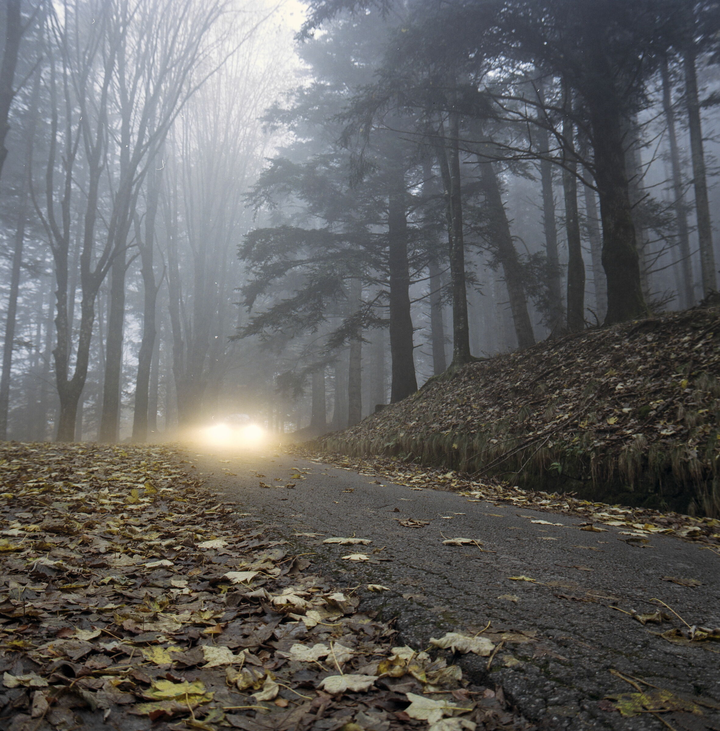Fari nella nebbia