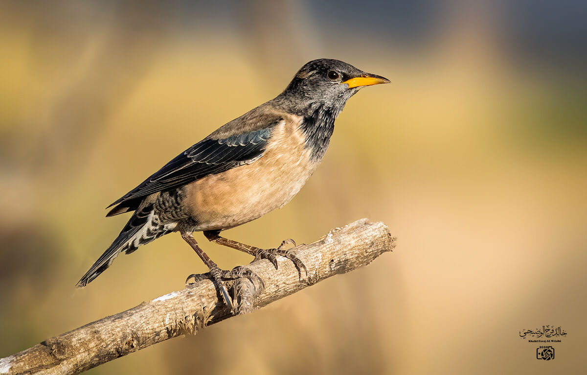 Rosy Starling