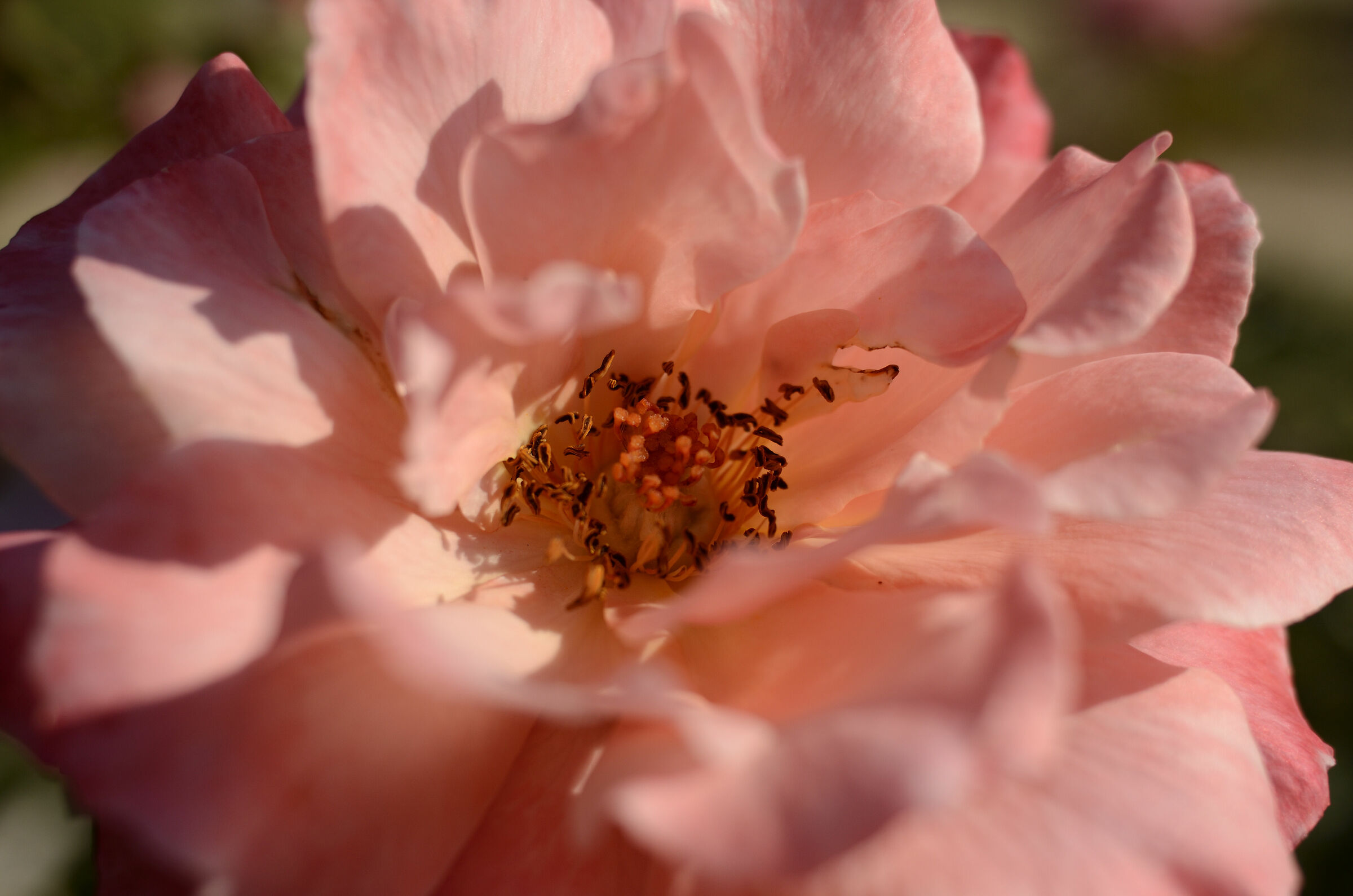 Rosa Quasi Macro