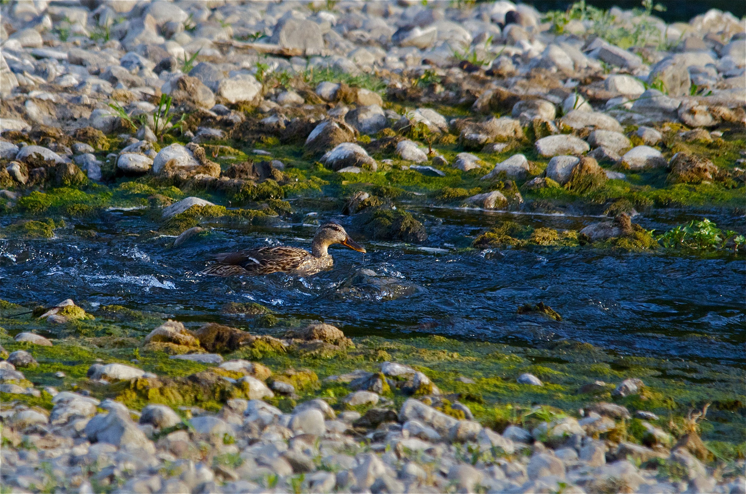 The colors of the river