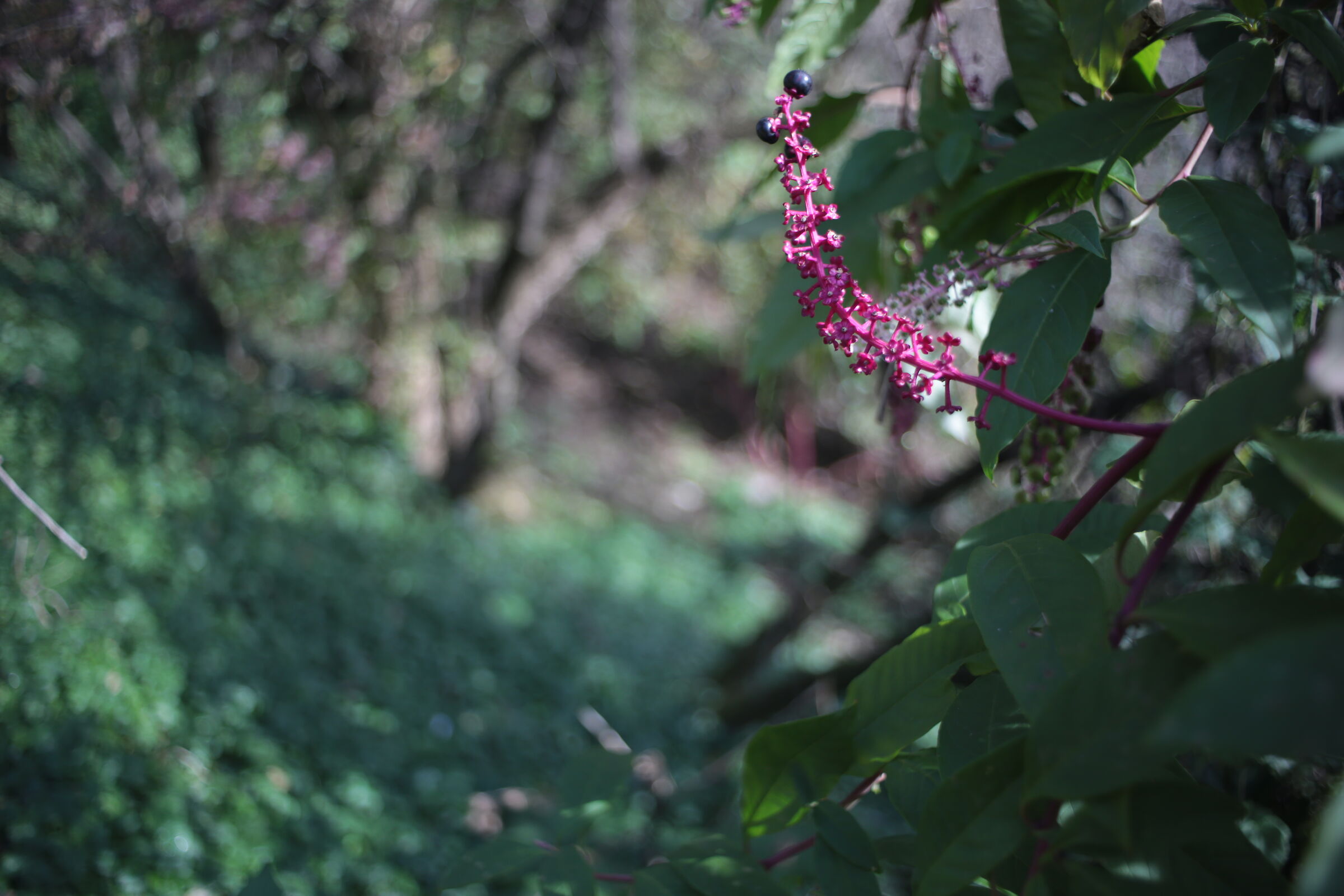 gemma rosa nel bosco