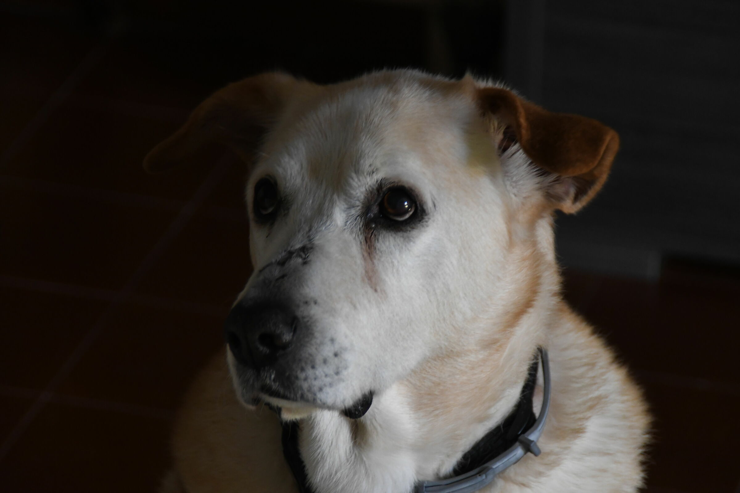 Poldo