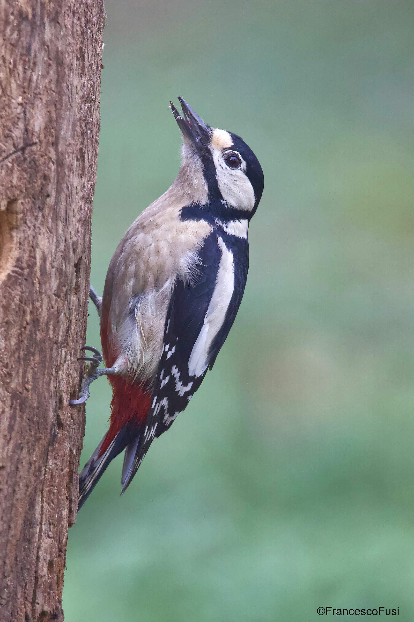 Greater red woodpecker