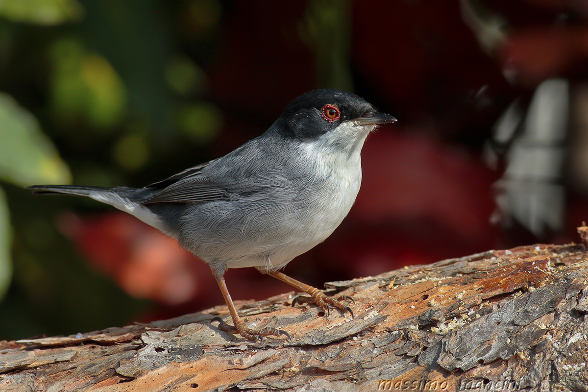 Occhiocotto M(Sylvia melanocephala)