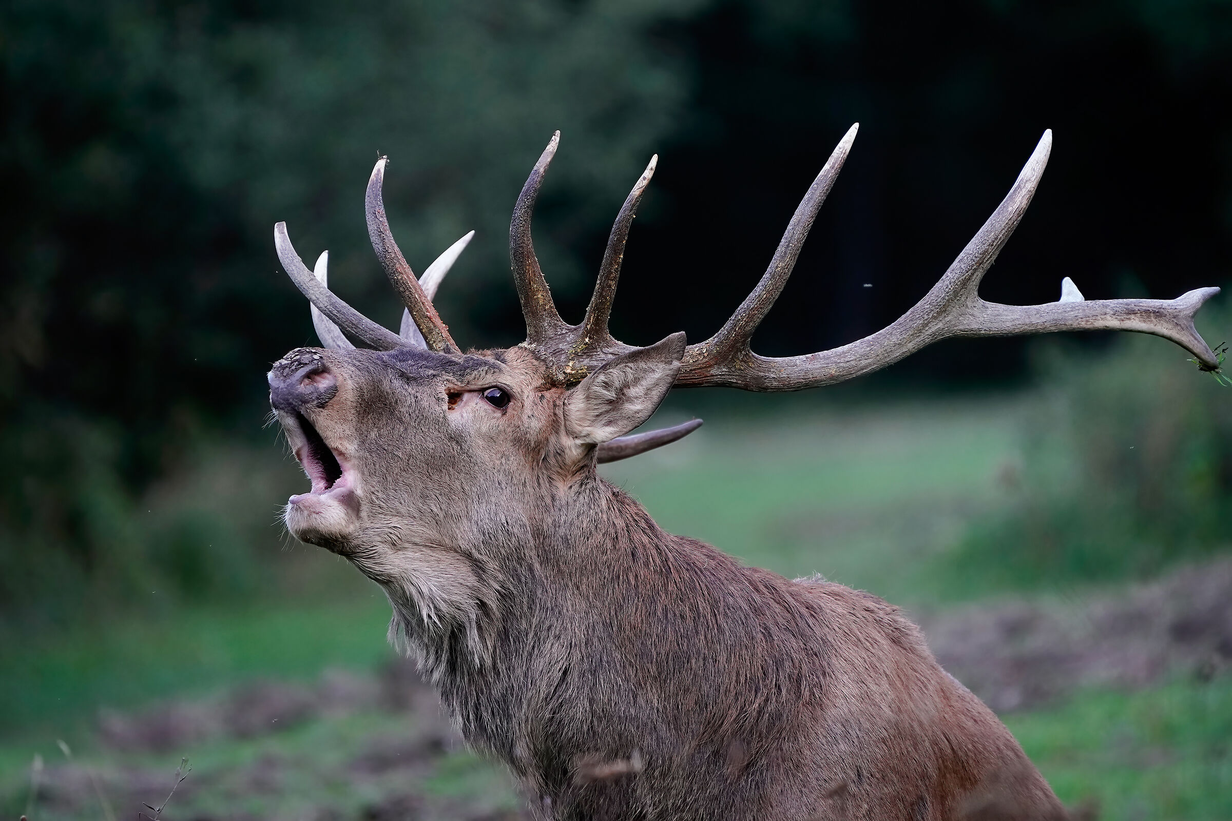 Urgenza d'amore - Cervo nobile