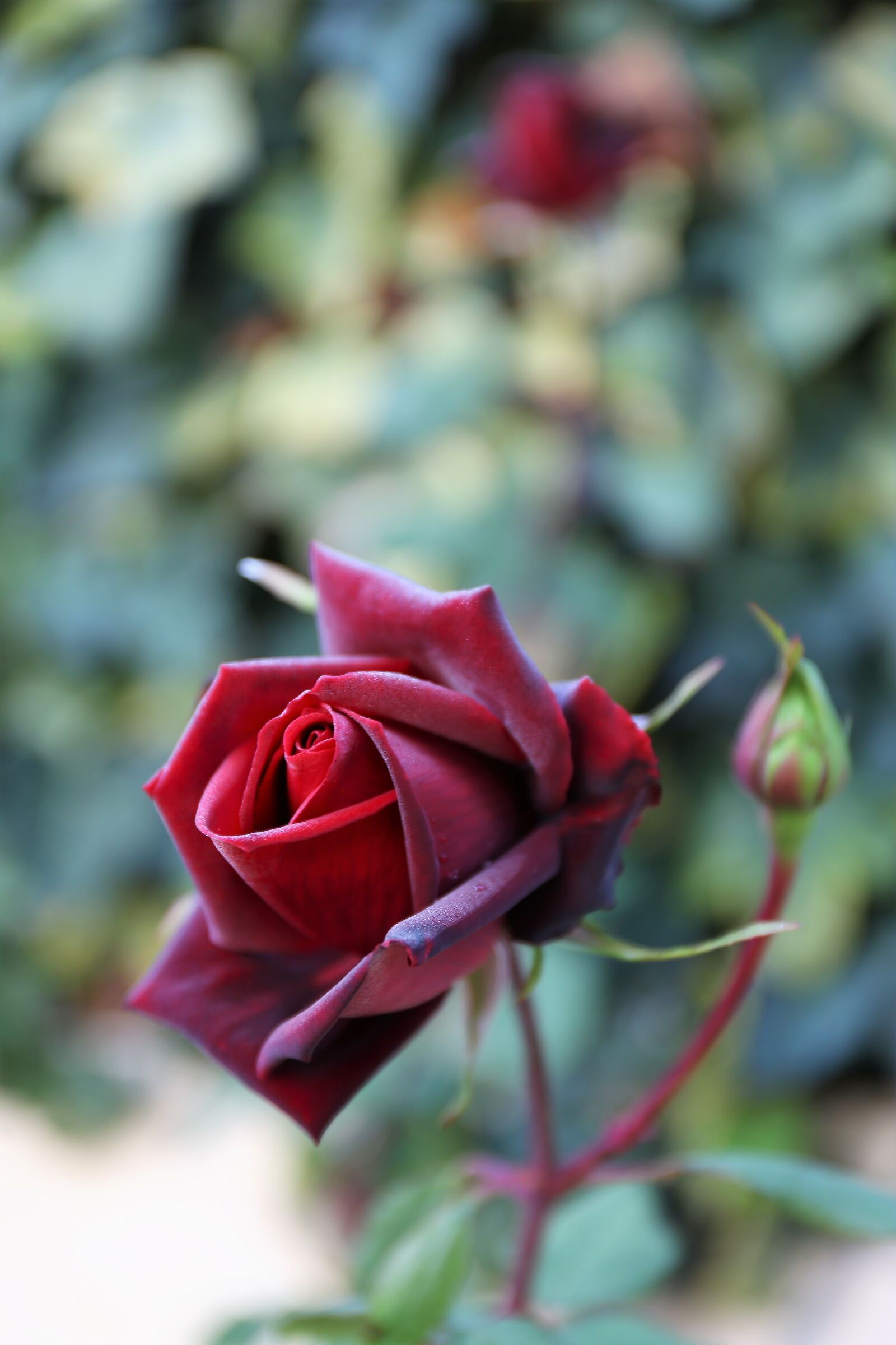 Rosa 19 novembre 2020