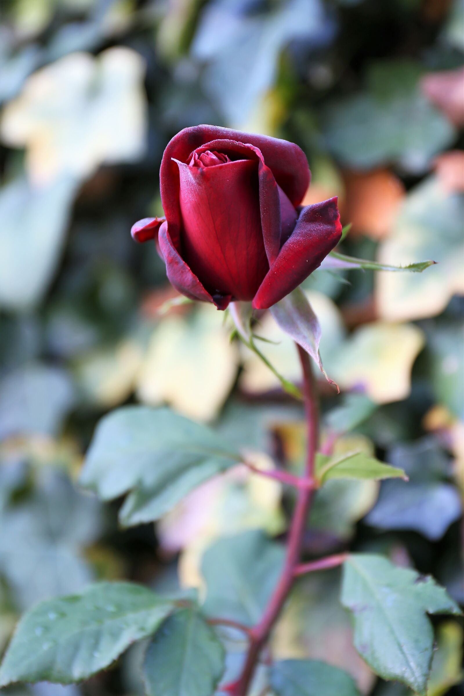 Rosa 19 novembre 2020 2