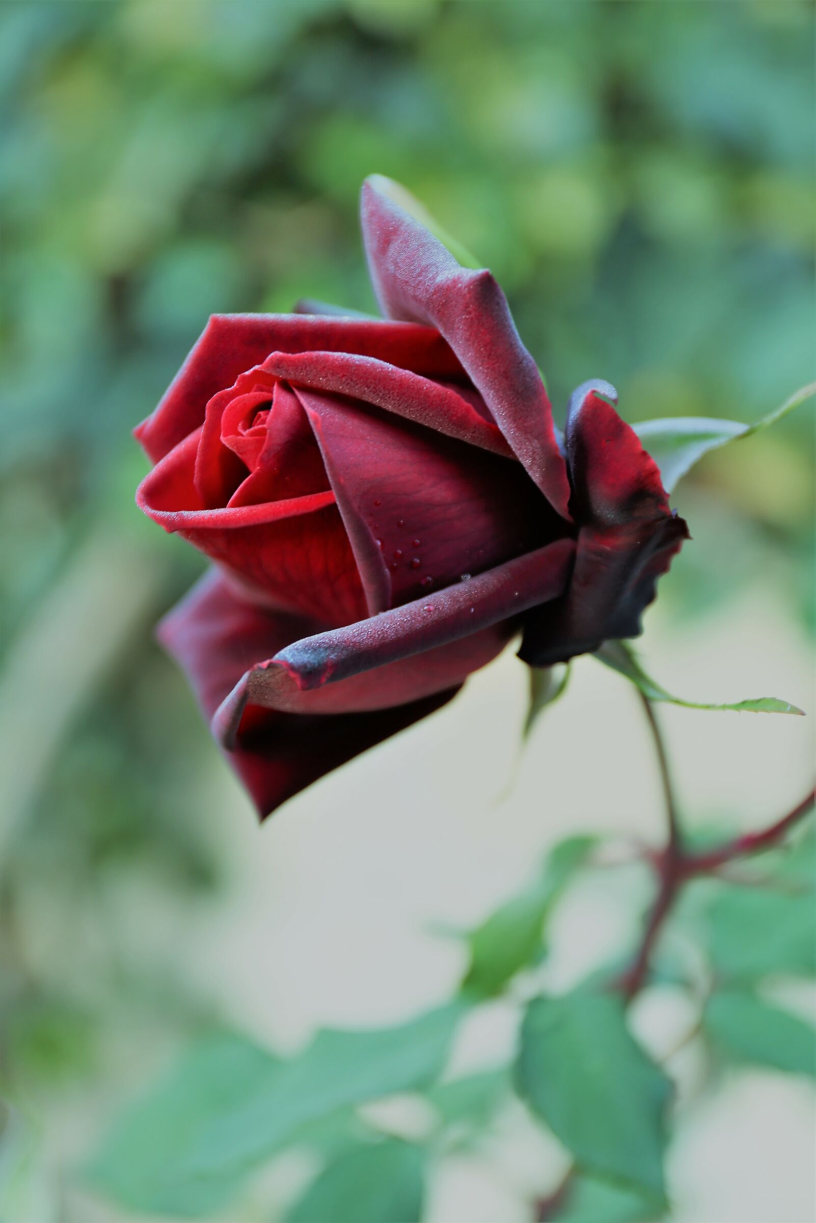 Rosa 19 novembre 2020 3