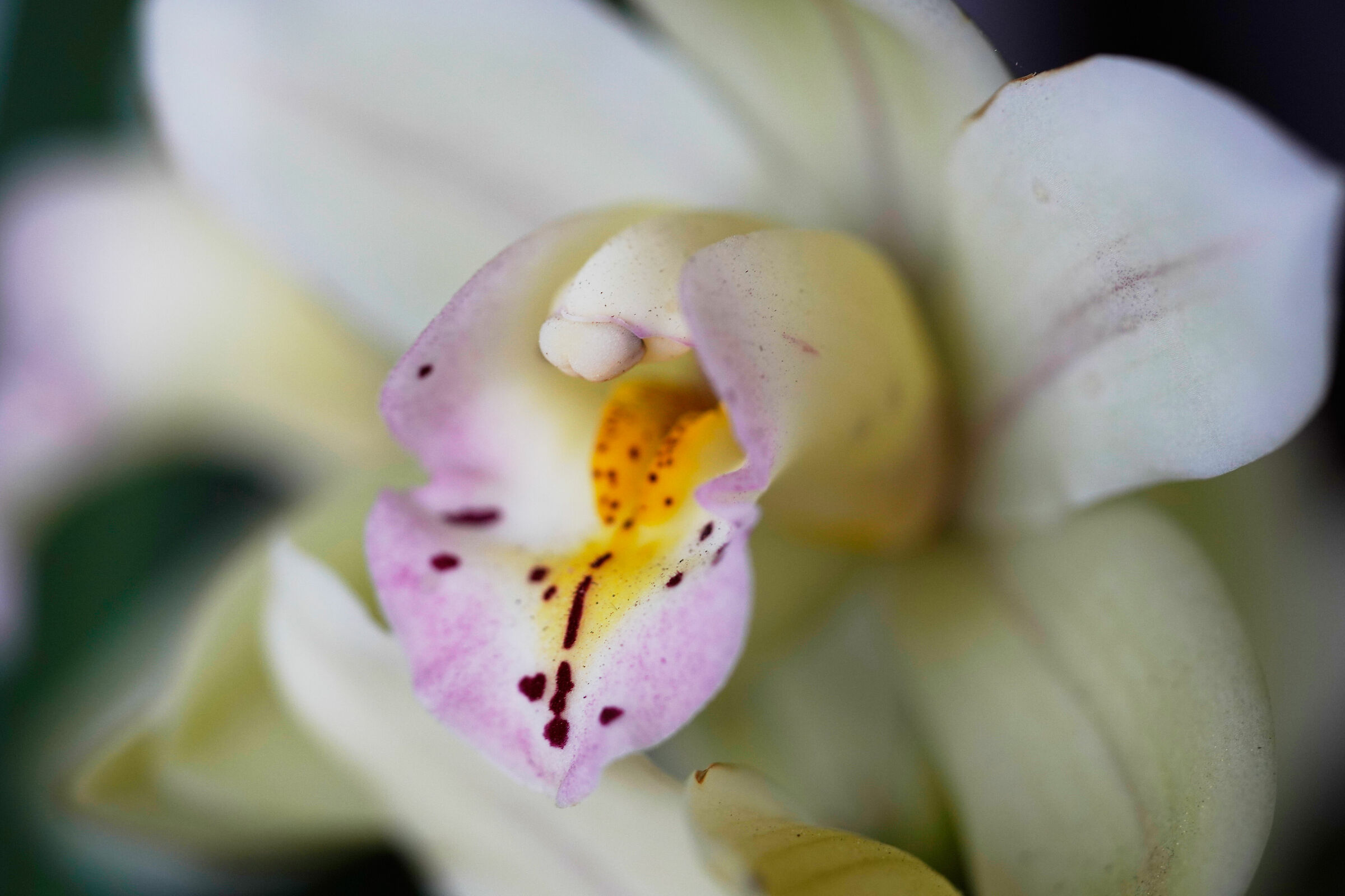 Cymbidium (ibrido)