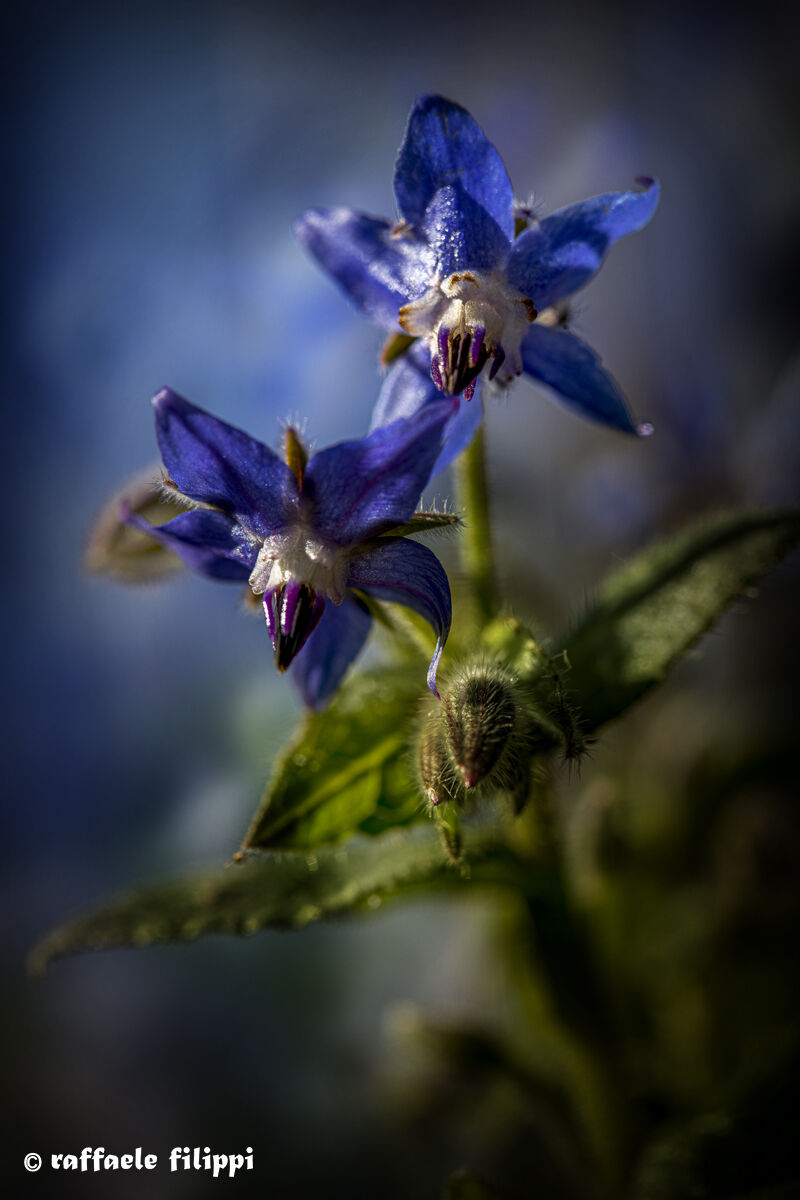 Flowers of Borragine macro in the garden at the time of Covi...