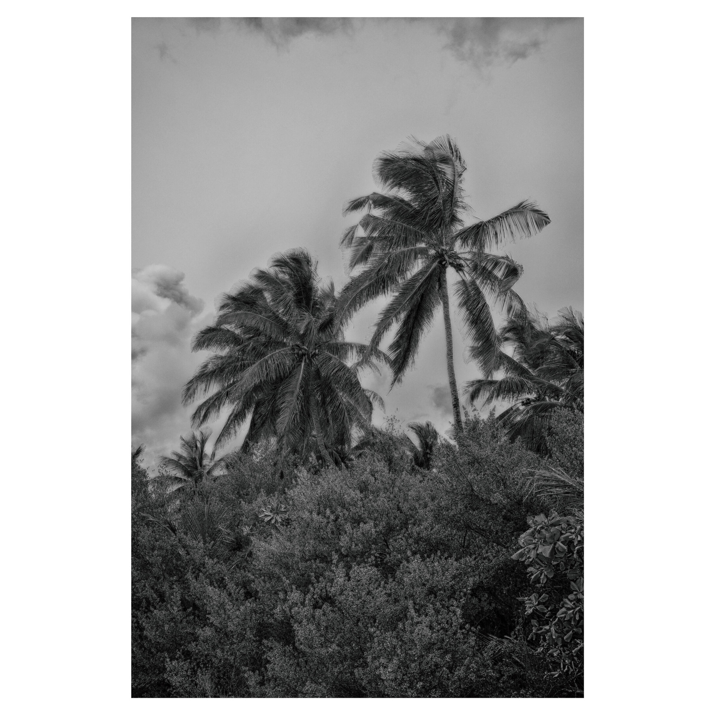 Palm a budumor island