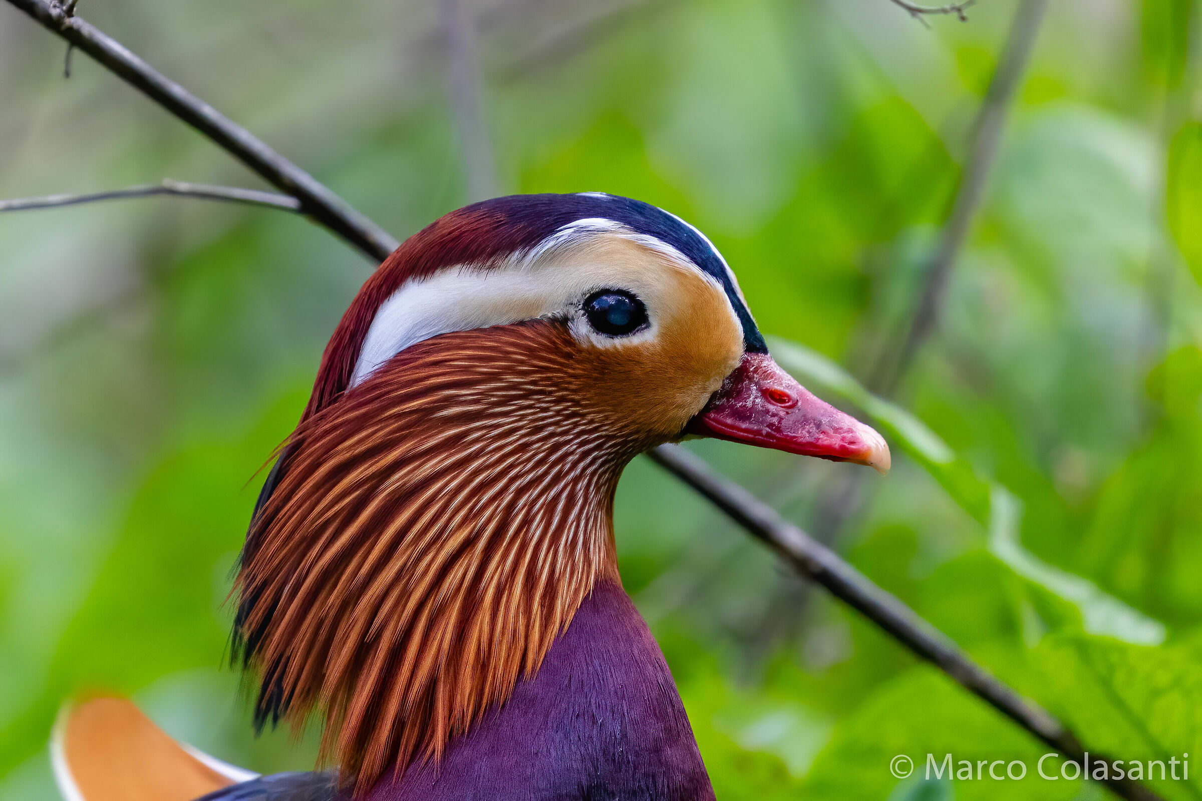 Ritratto di mandarina
