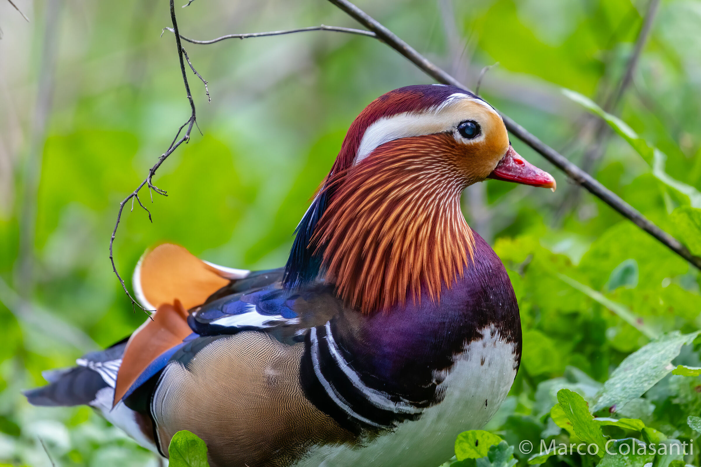 Anatra mandarina al sole
