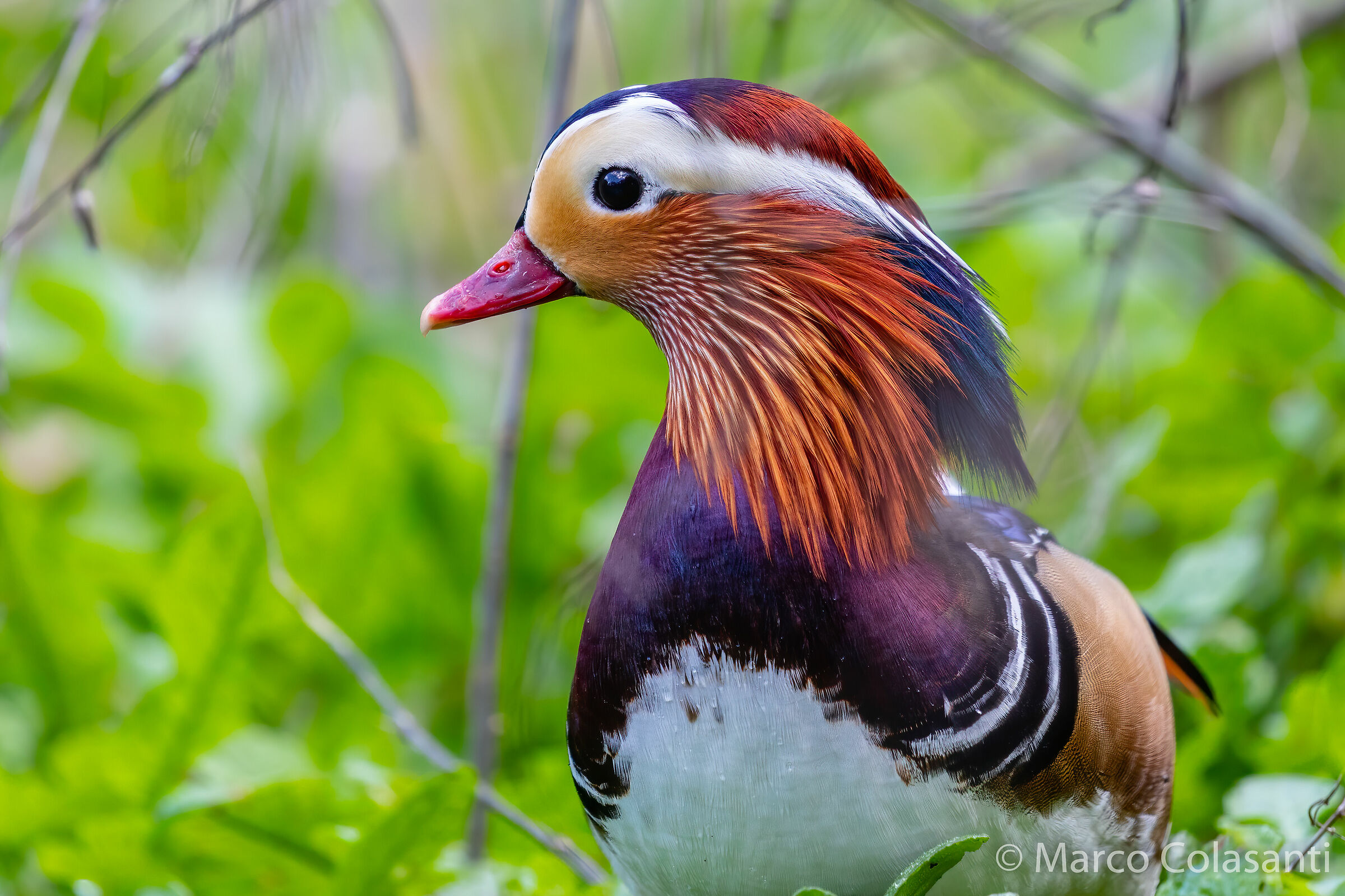 Profilo di mandarina