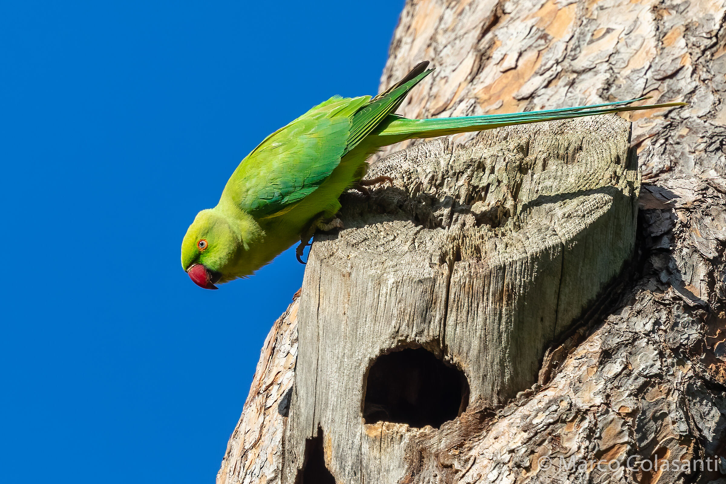 Parrocchetto dal collare