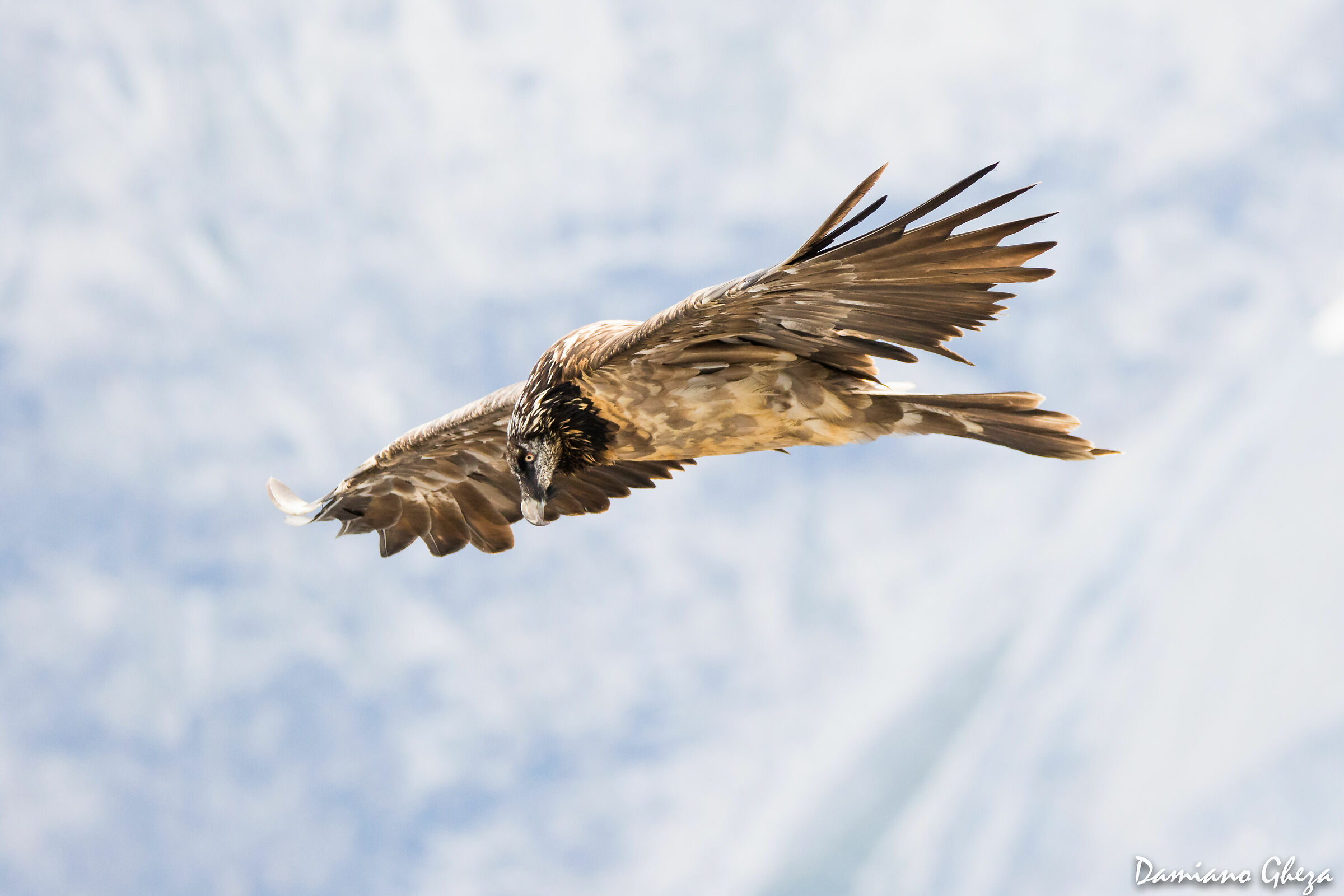 Avvoltoio degli agnelli