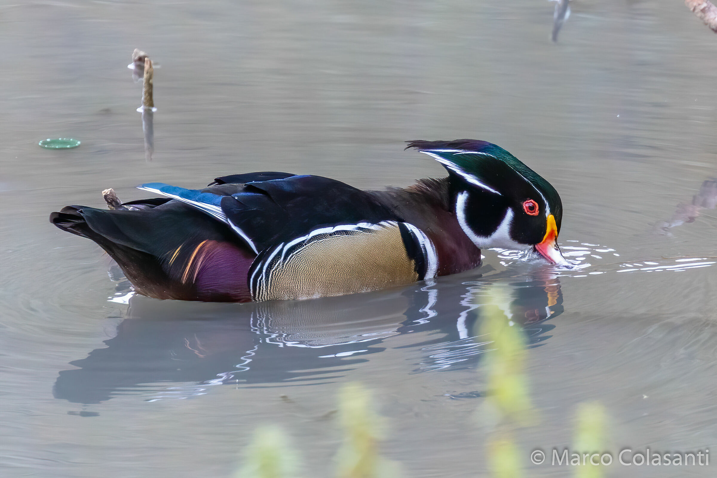 Anatra sposa - Aix sponsa