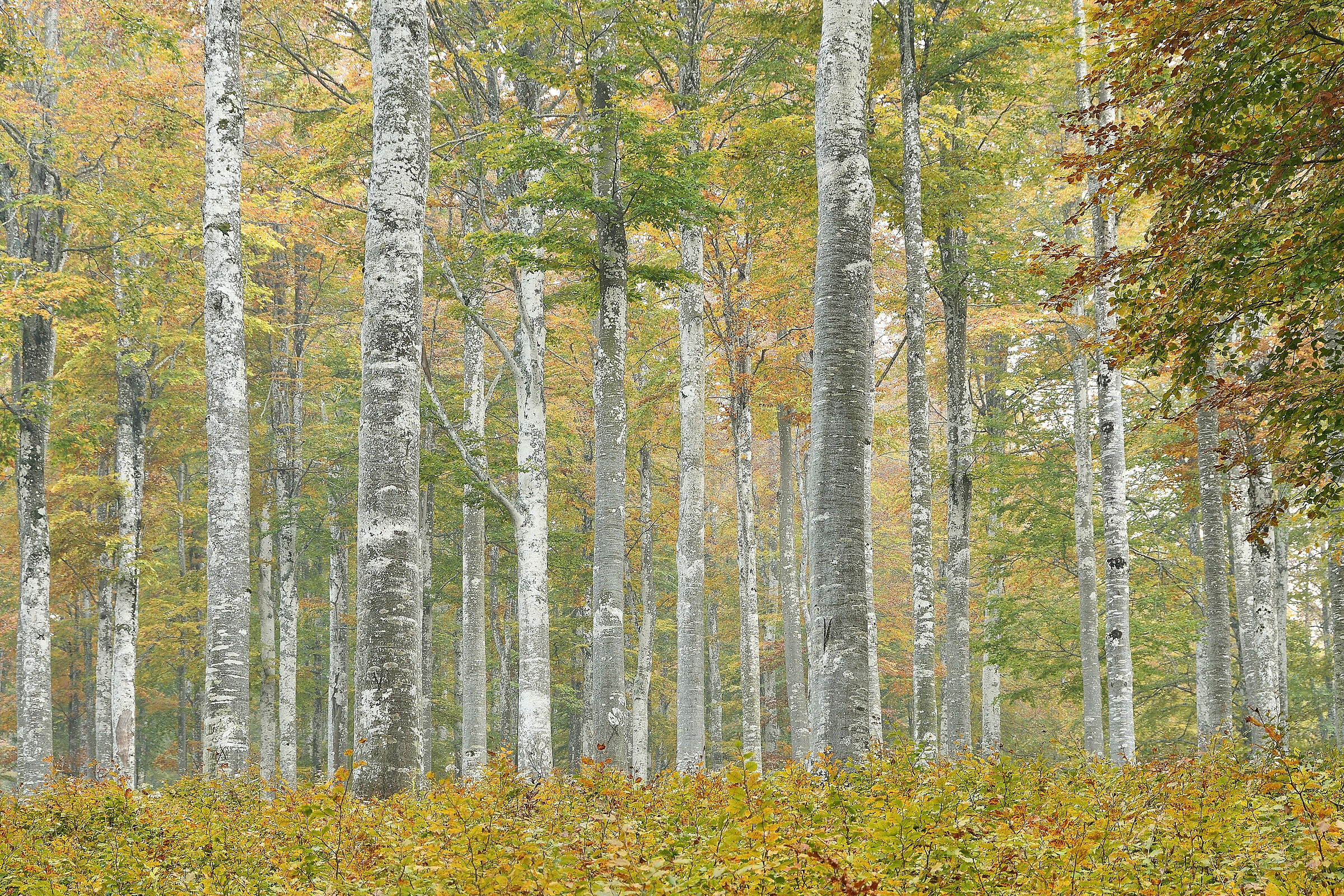 I colori della faggeta