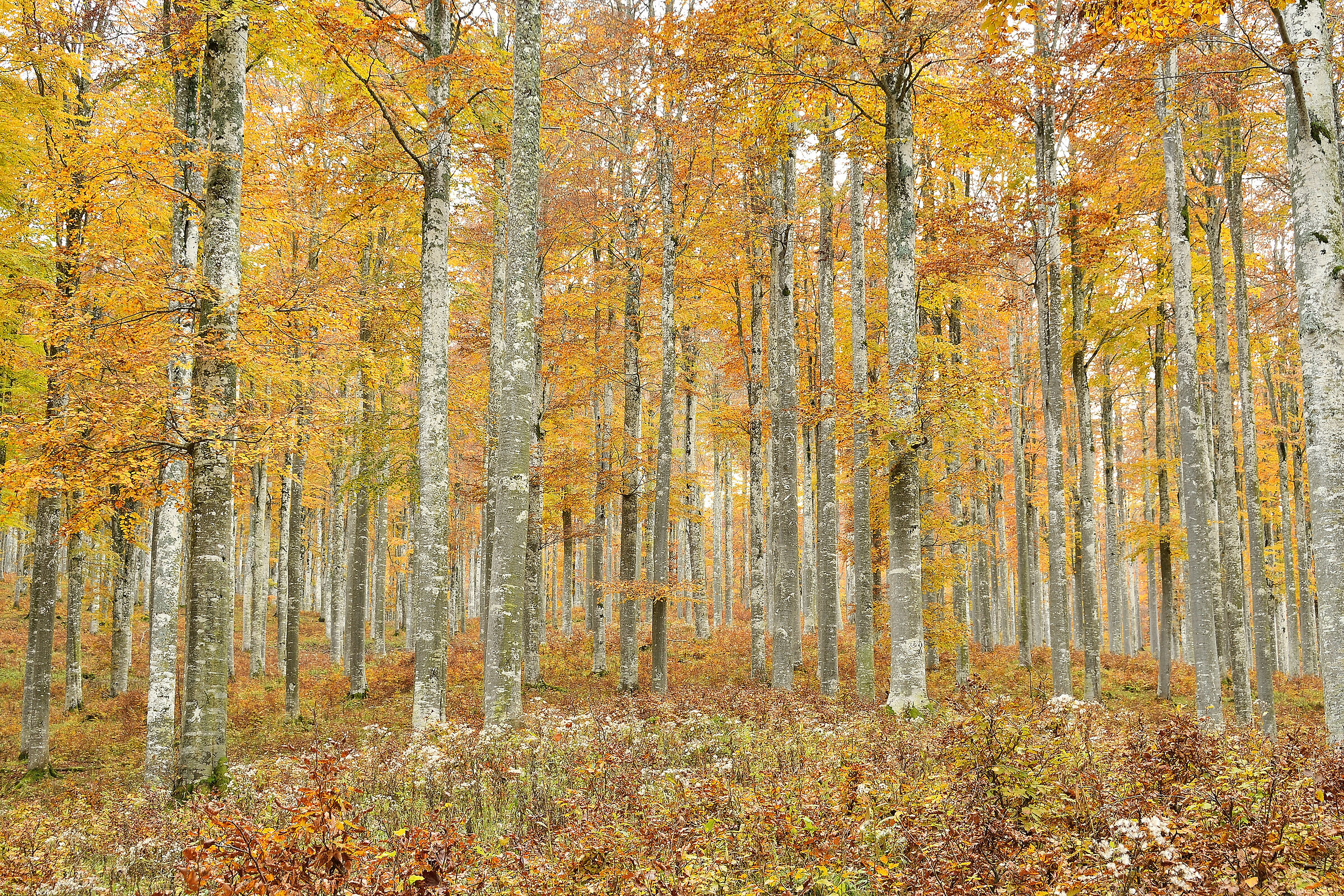 Immersed in autumn colors