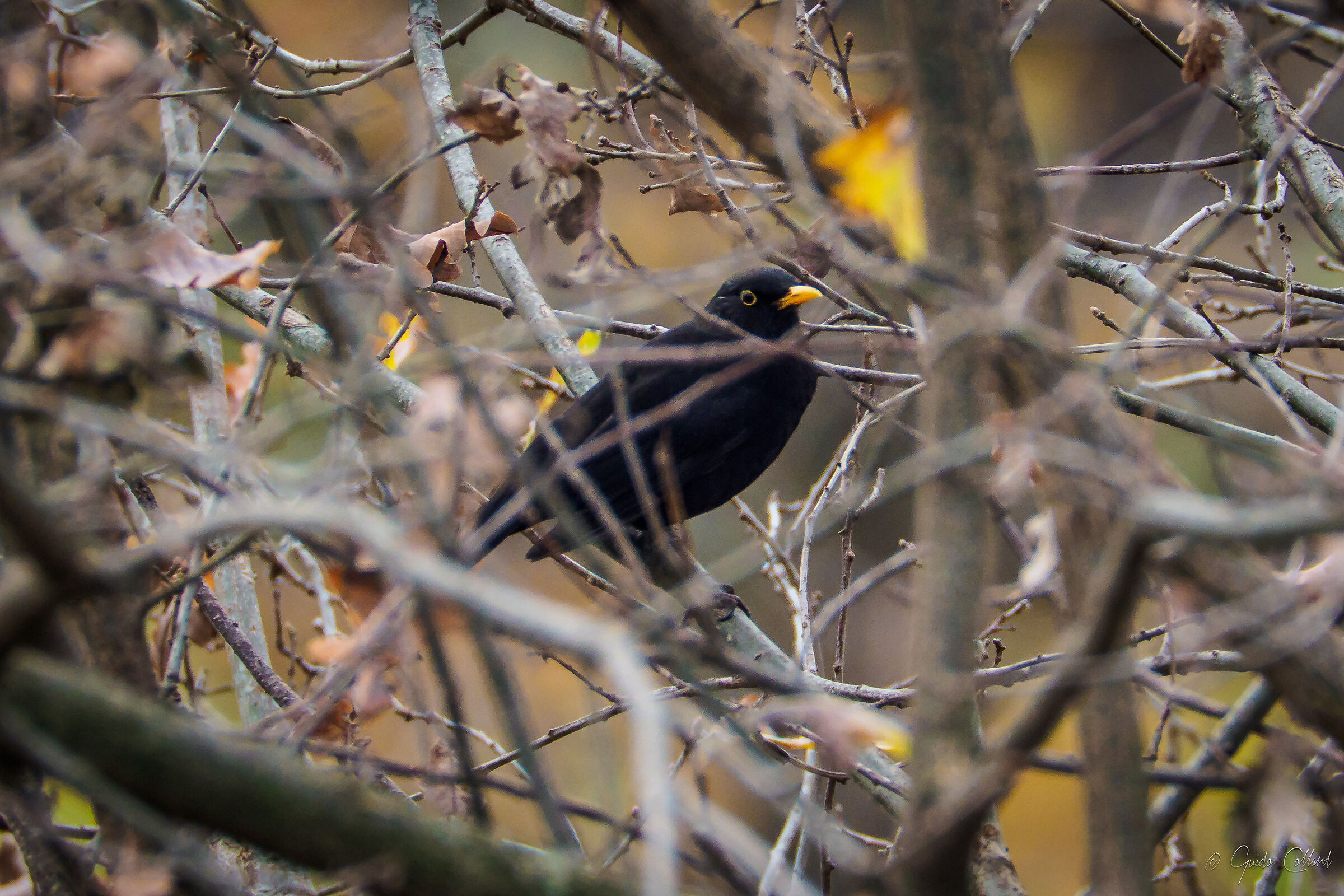 Merlo among the branches