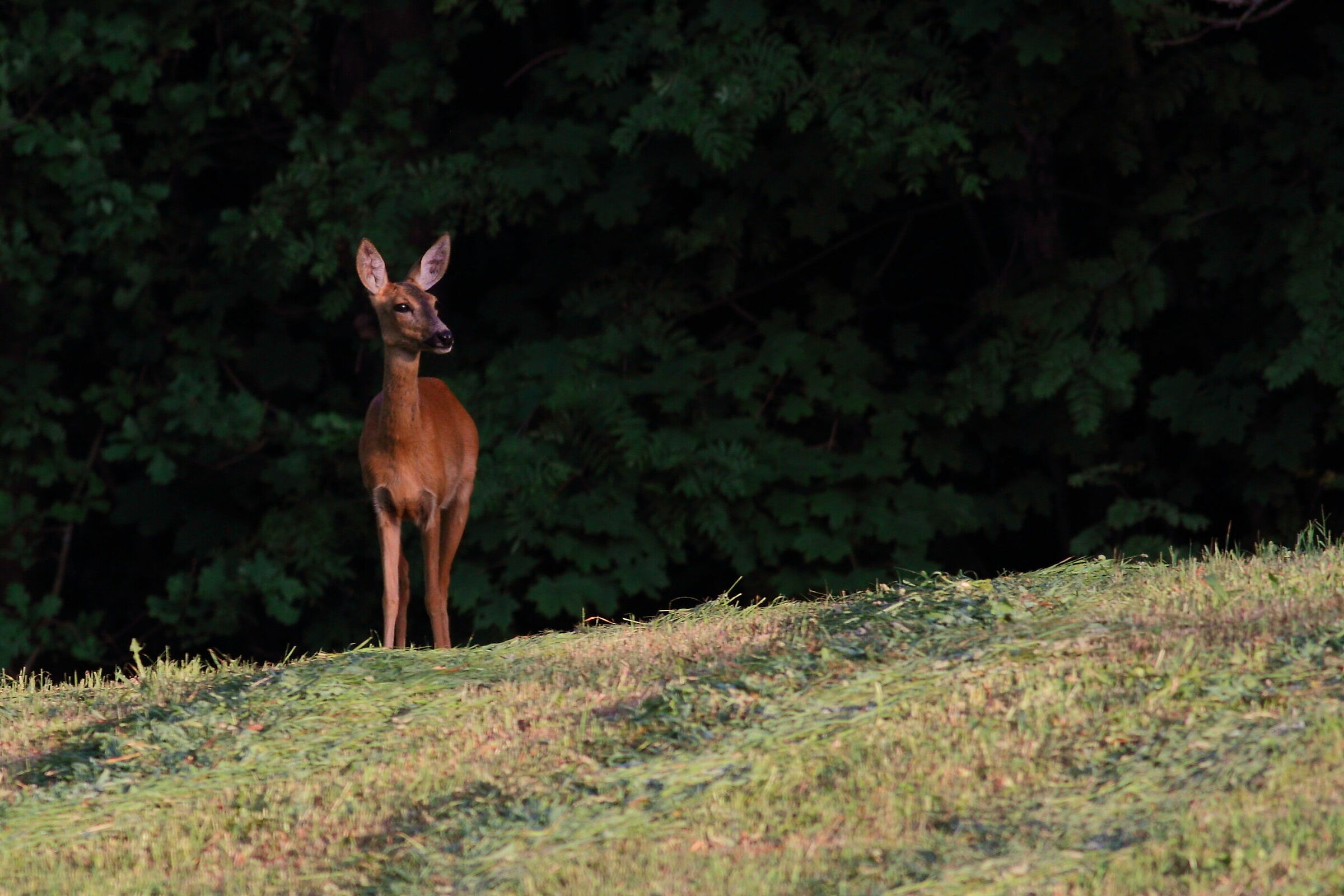 roe-deer