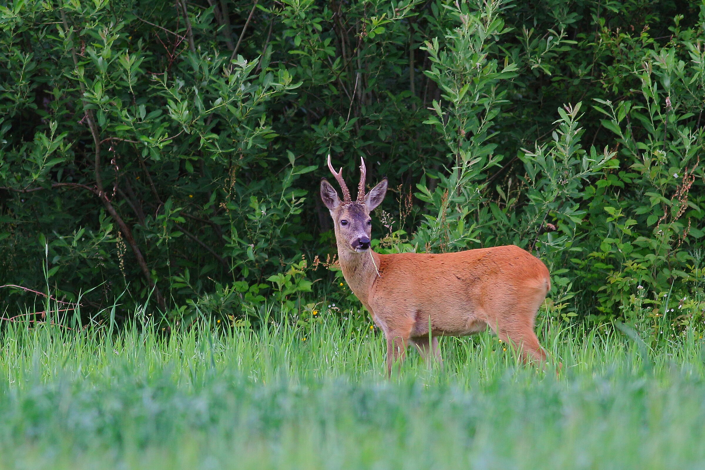 roe-deer