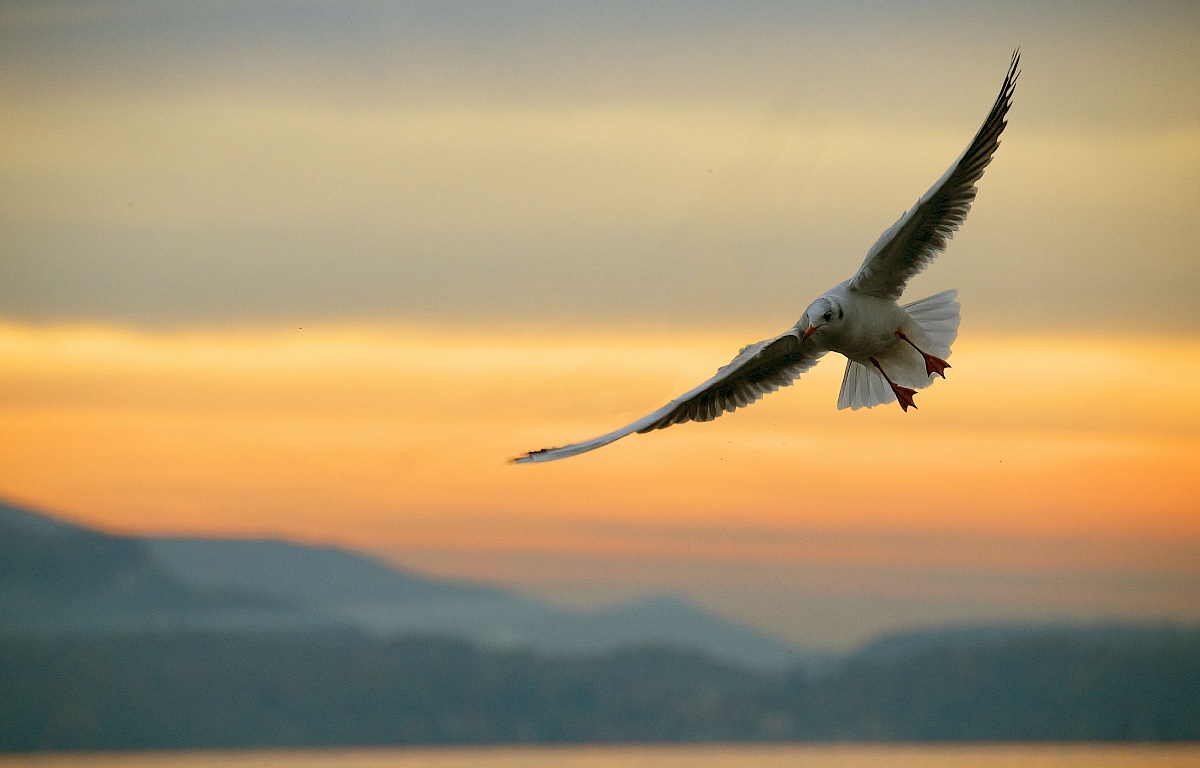 Primo volo del mattino