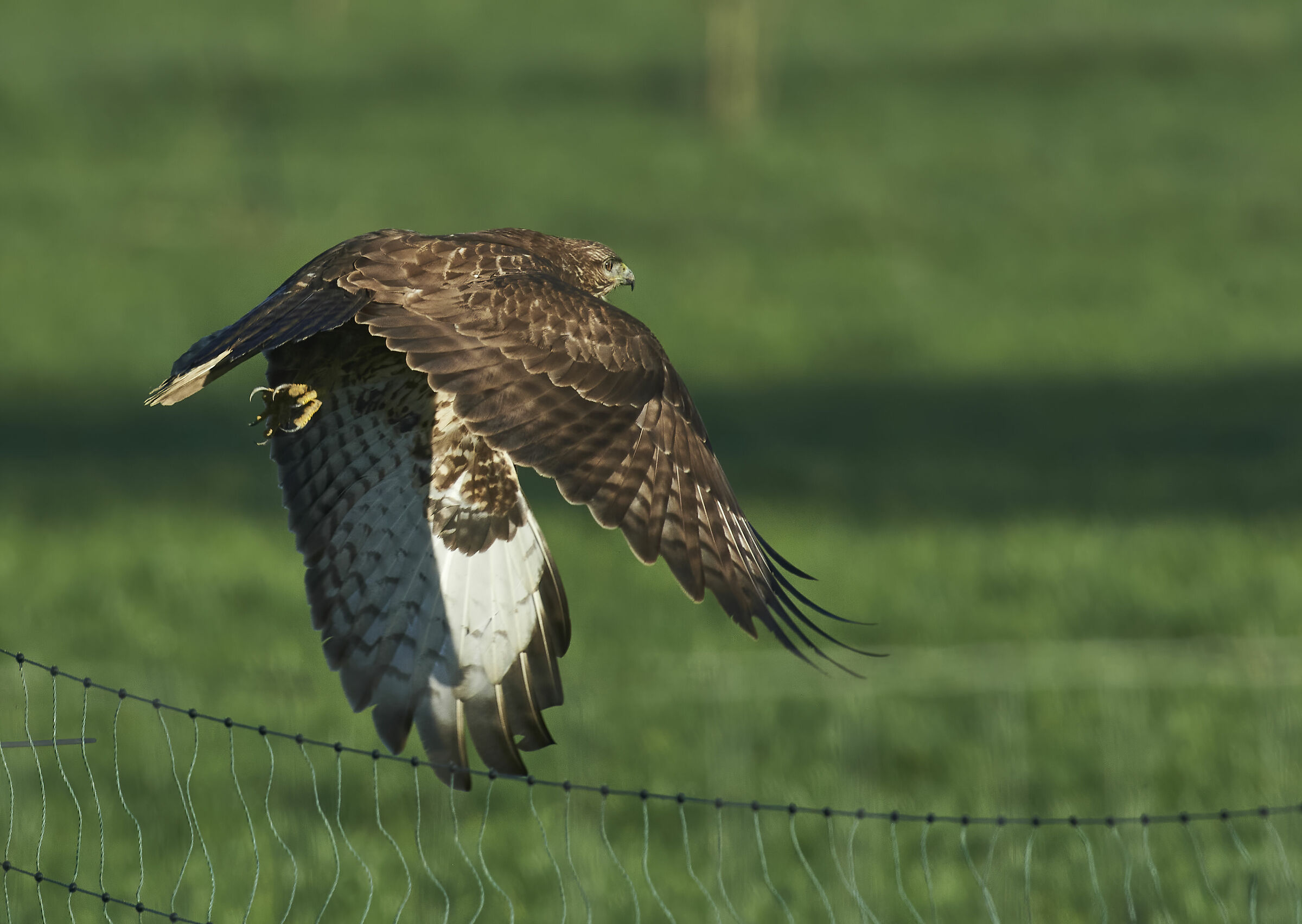 Buzzard comune europeo (Buteo buteo)