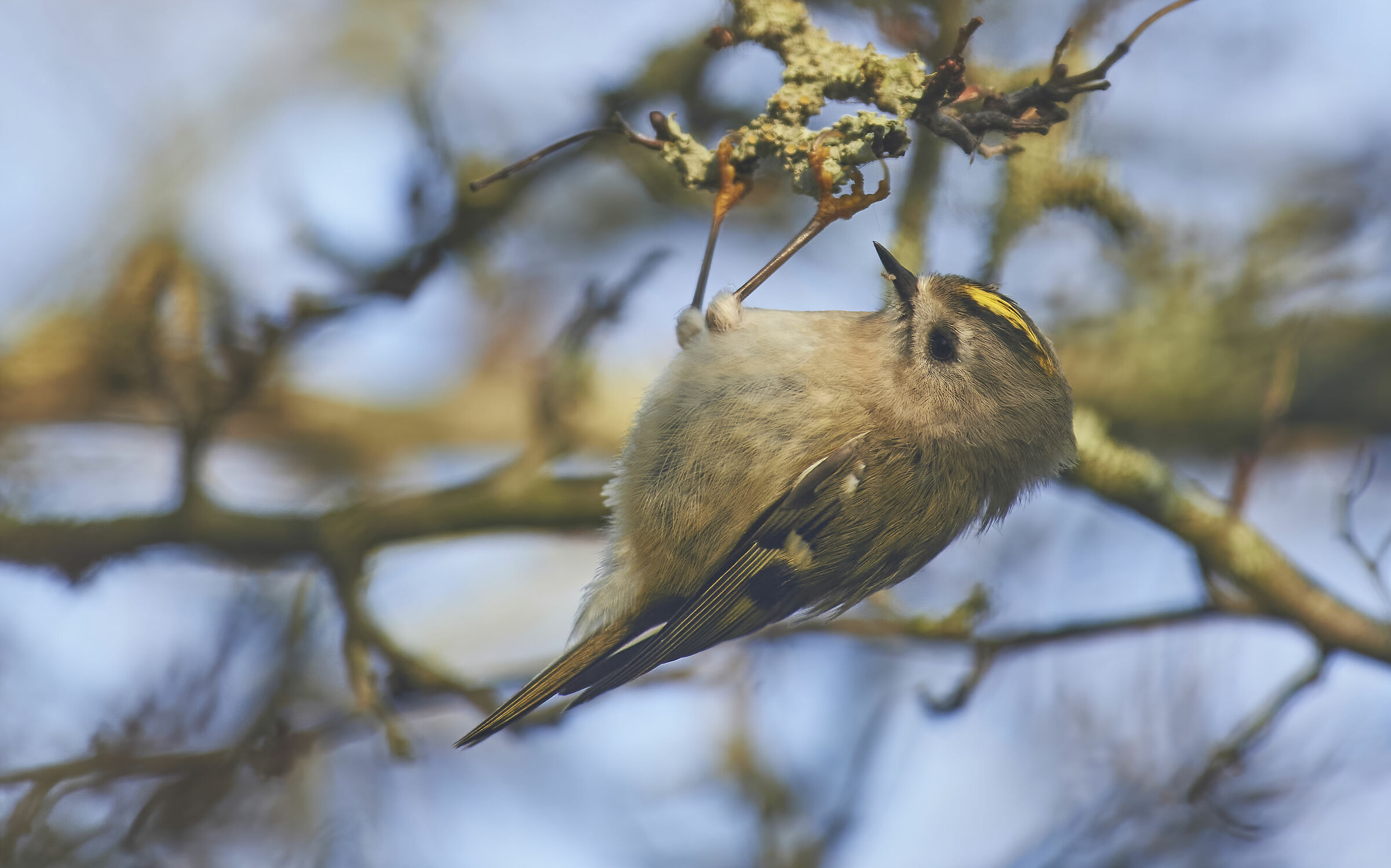 Goldcrest