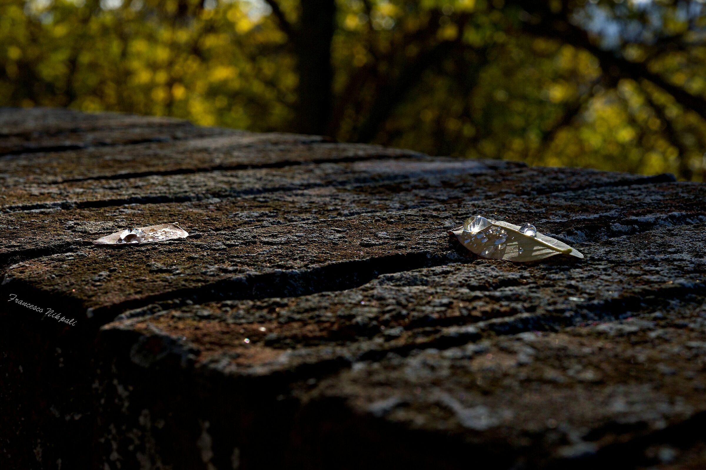 Two lone leaves