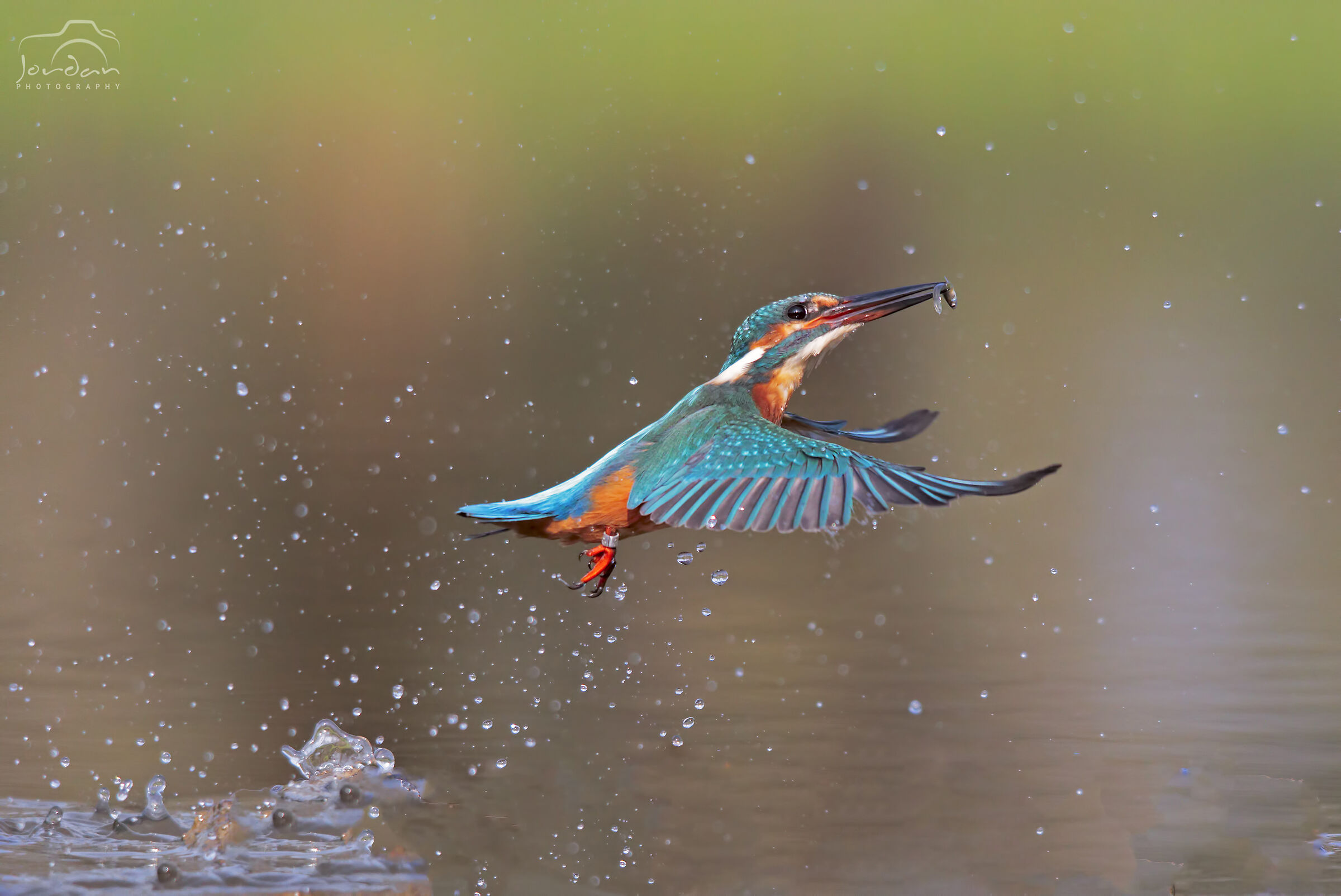 Kingfisher