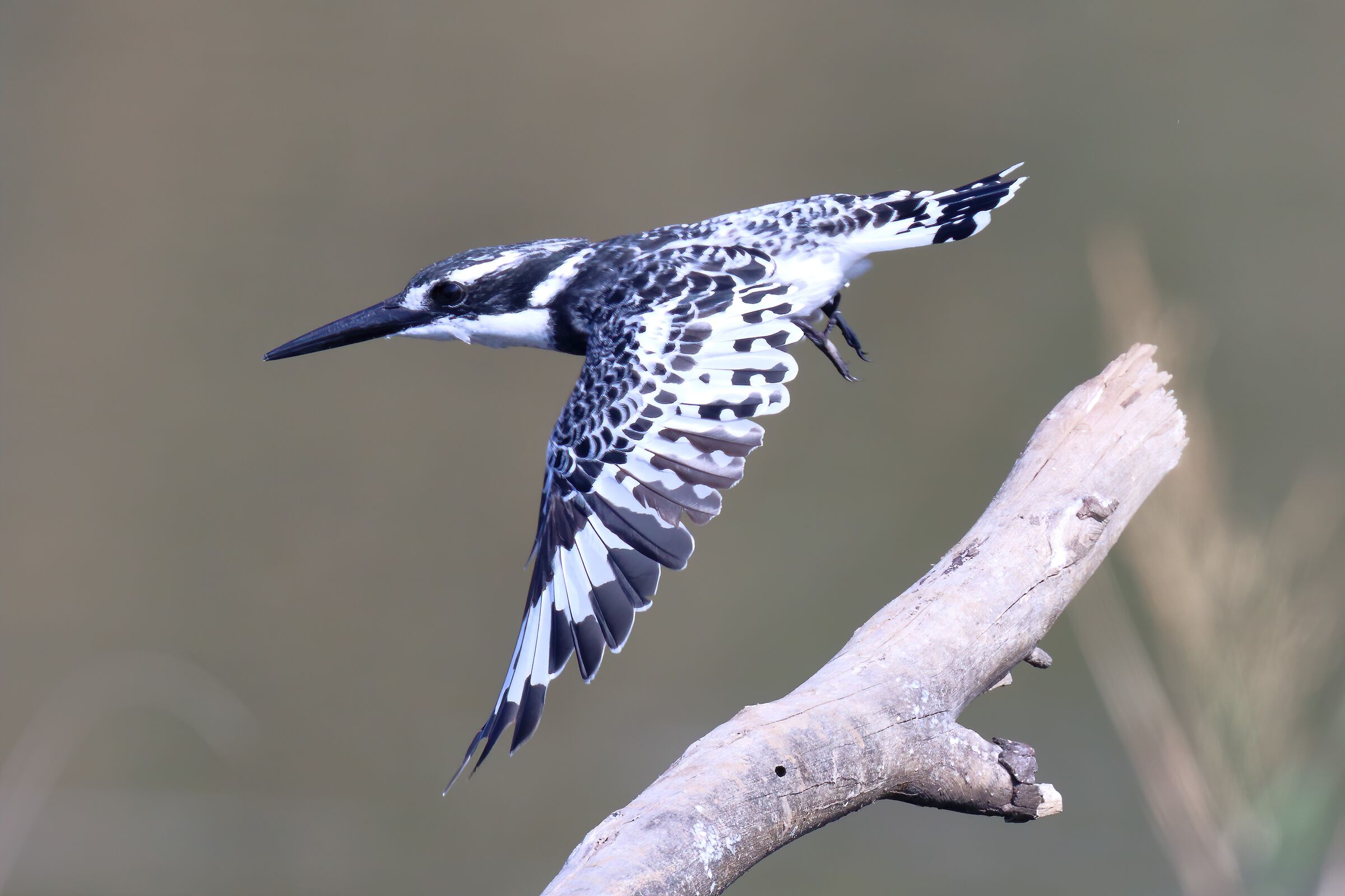 Martin pescatore pied