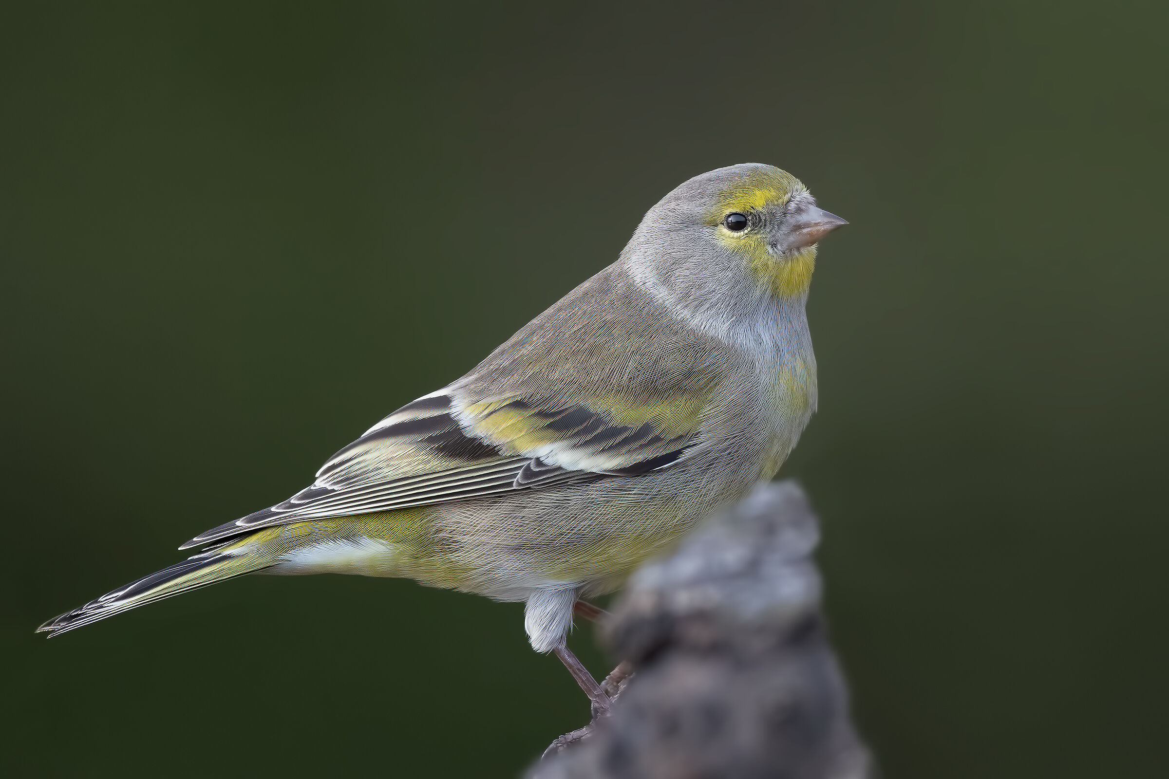 Ritratto di Venturone alpino