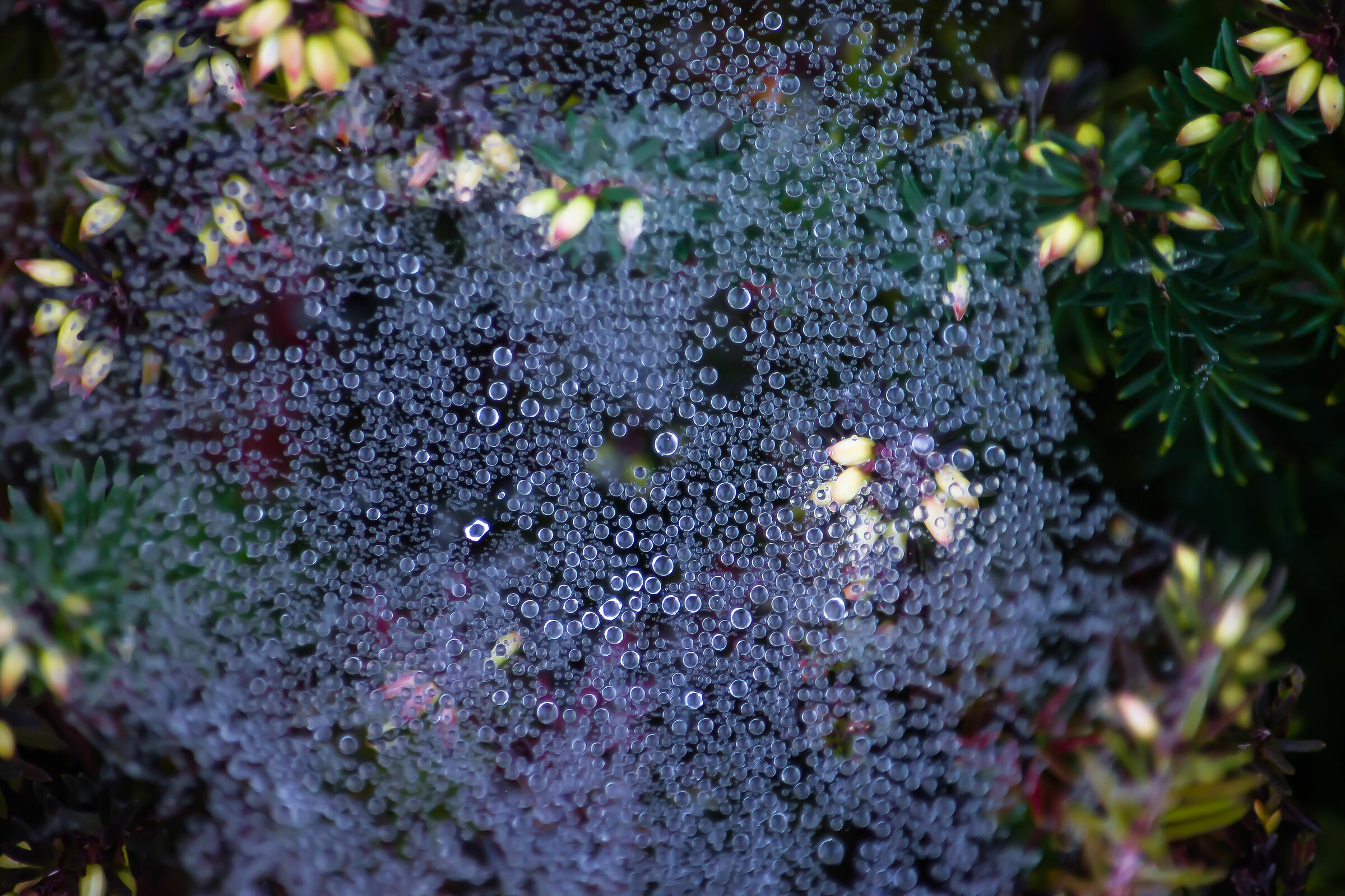 Dew on cobweb