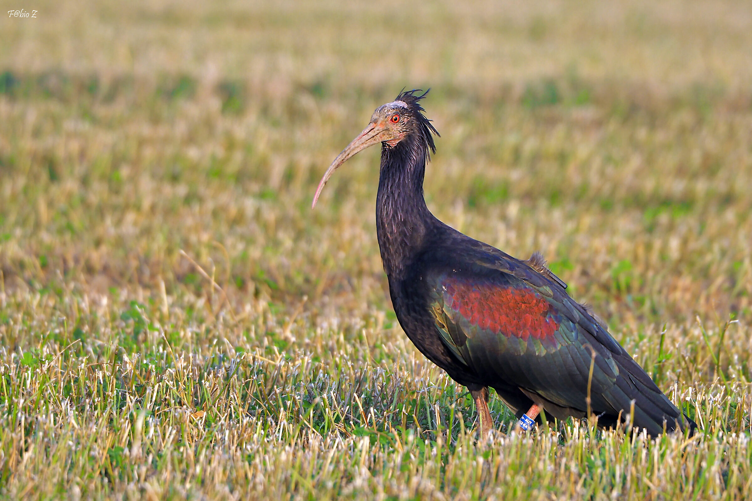 Grignolino Ibis Hermit