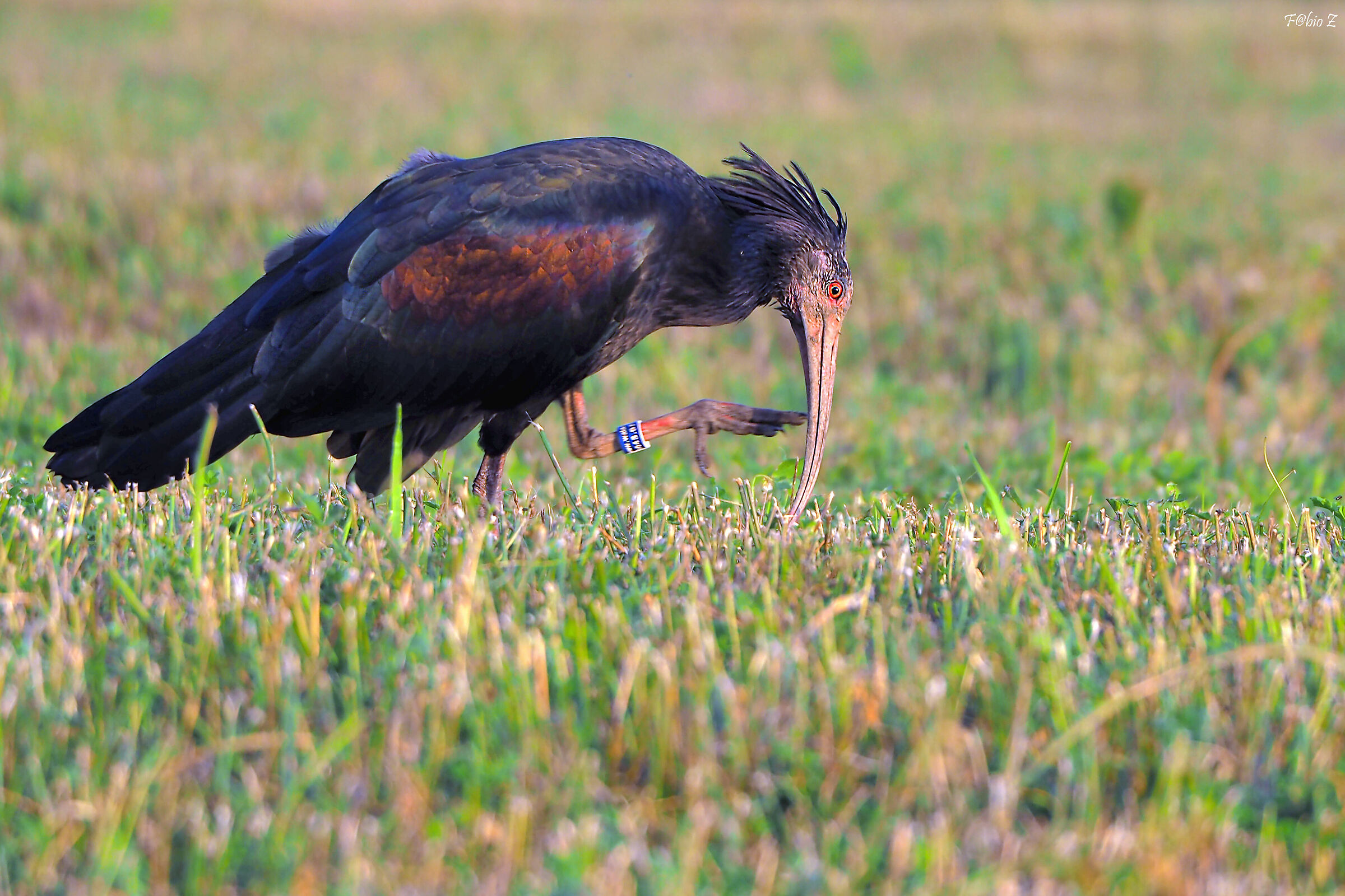 Grignolino Ibis Hermit