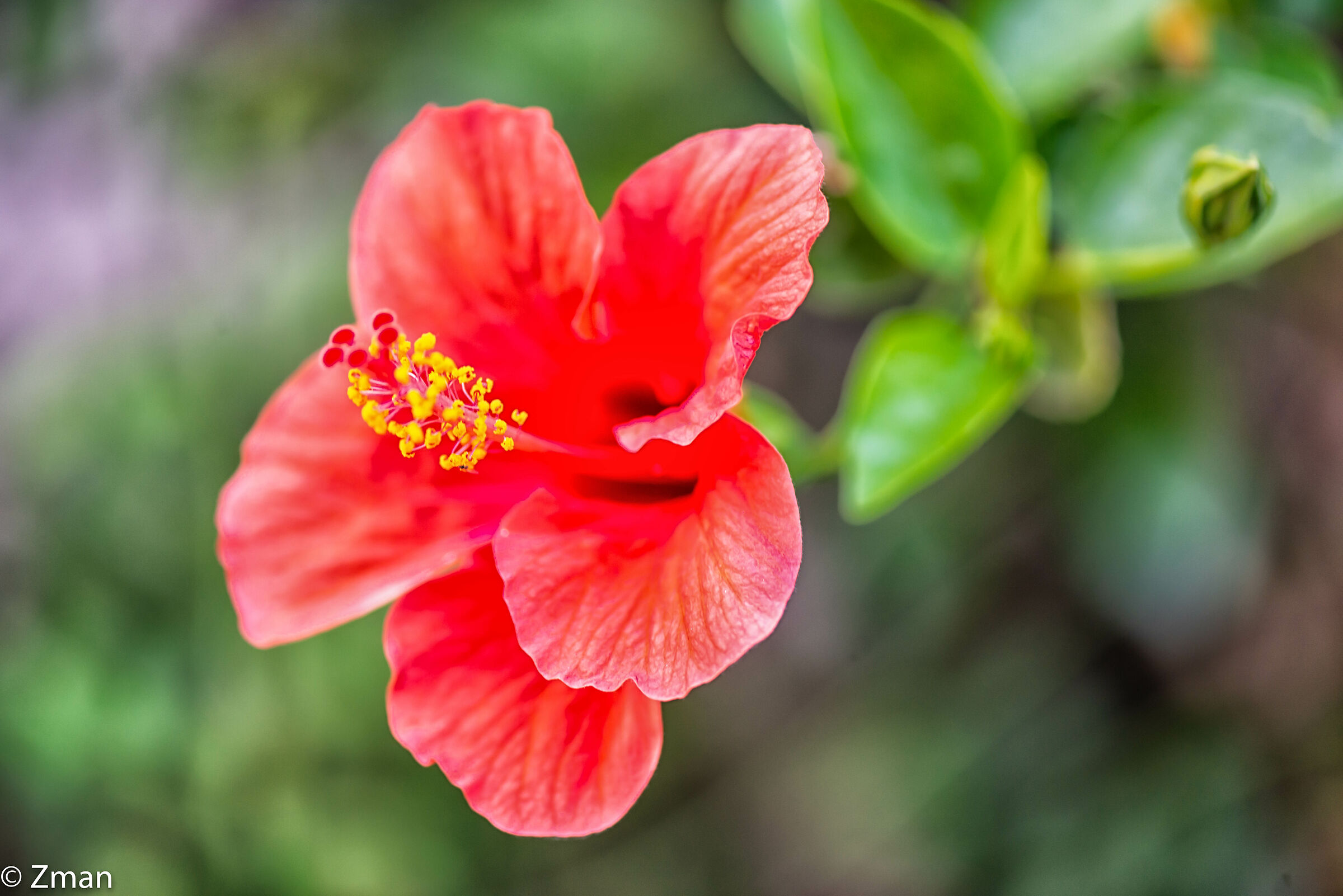 Hibiscus