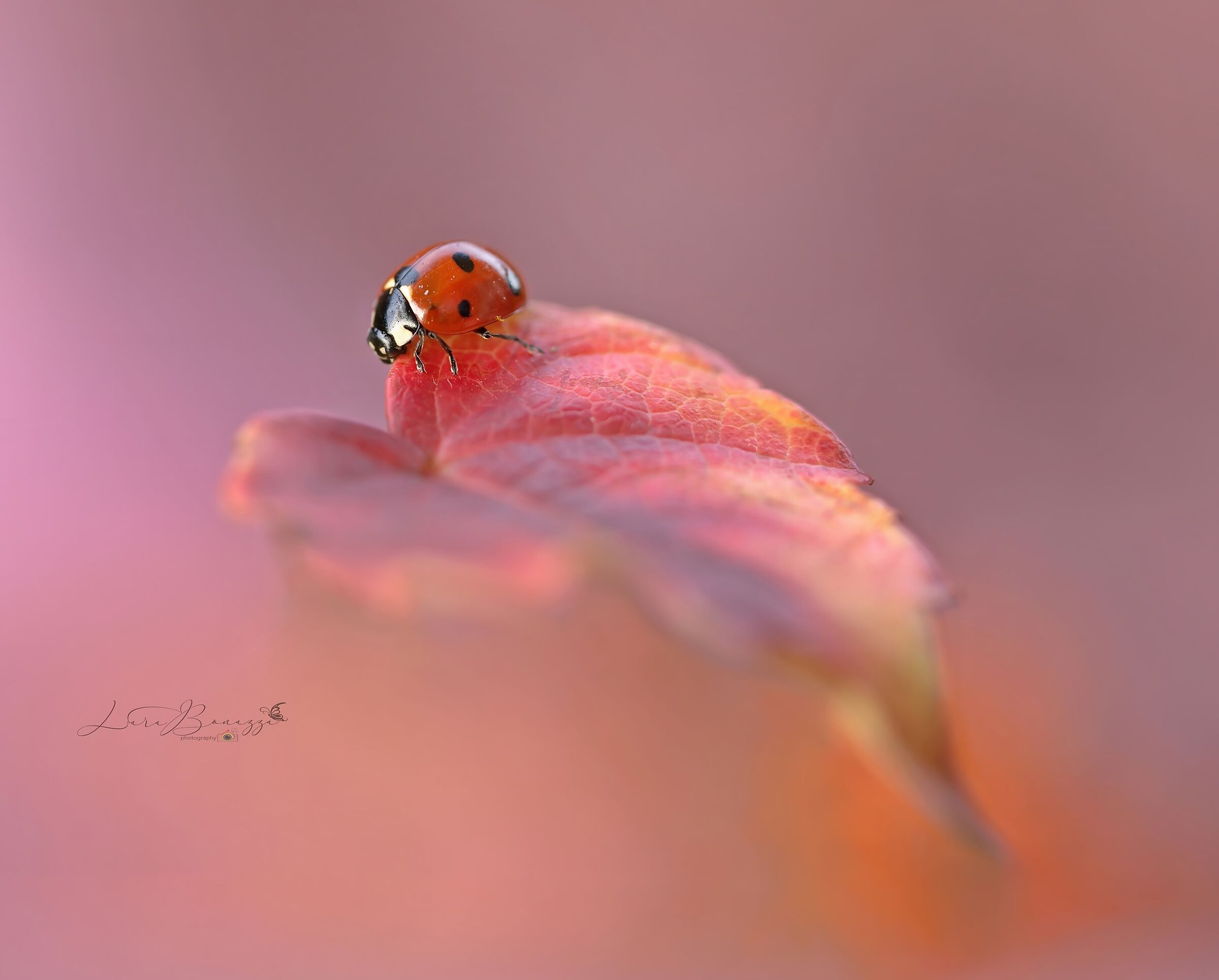 Piccolina in autunno