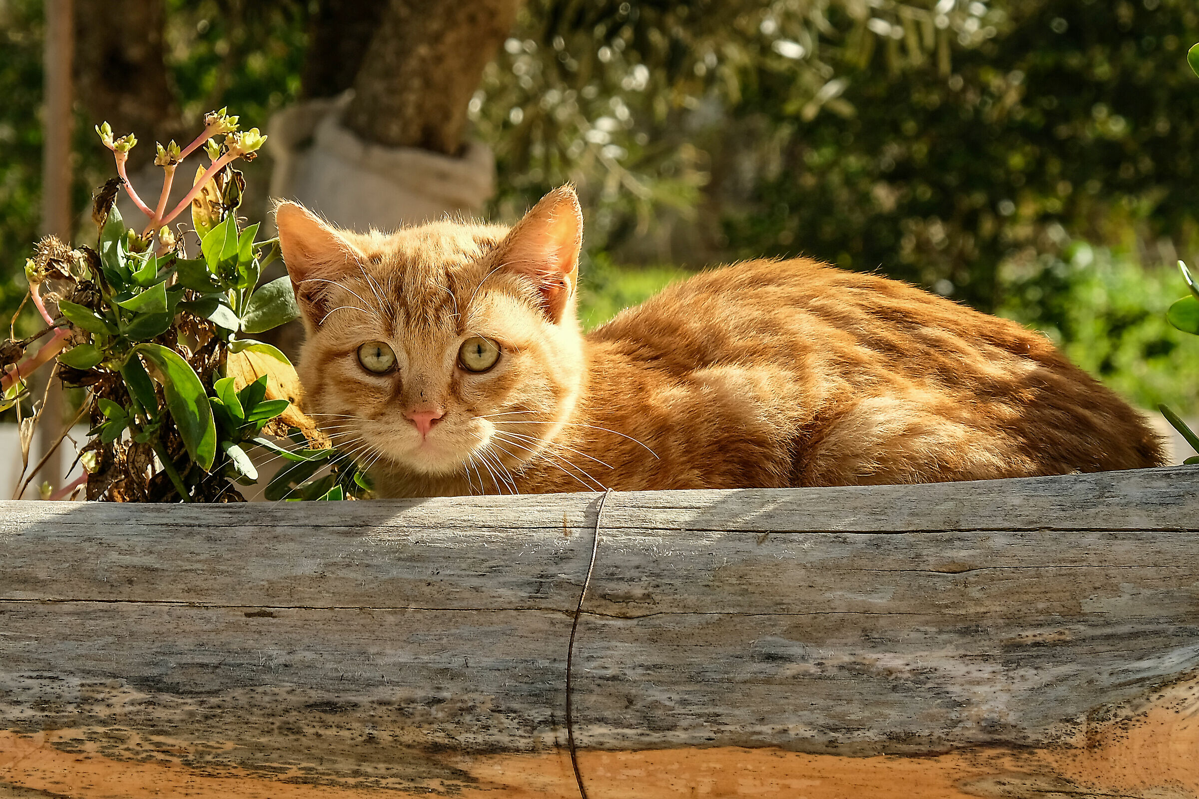 Il gatto rosso dei miei vicini di casa