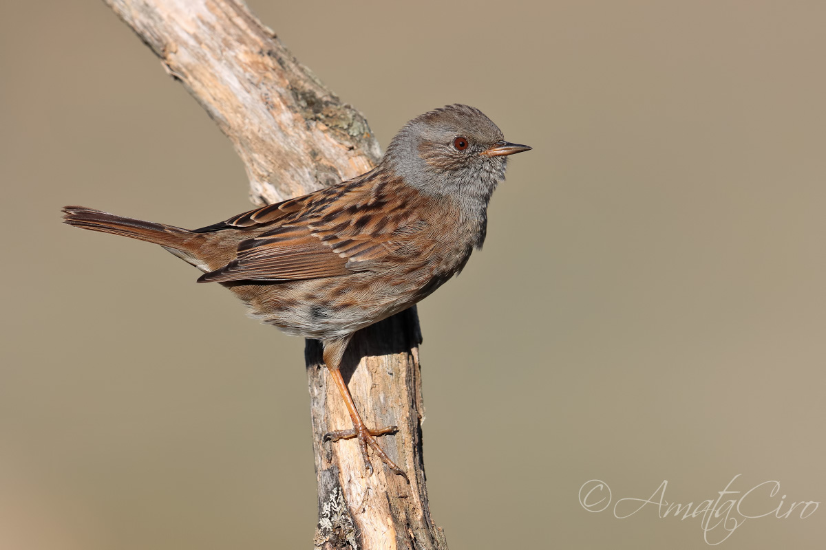 Passera scopaiola