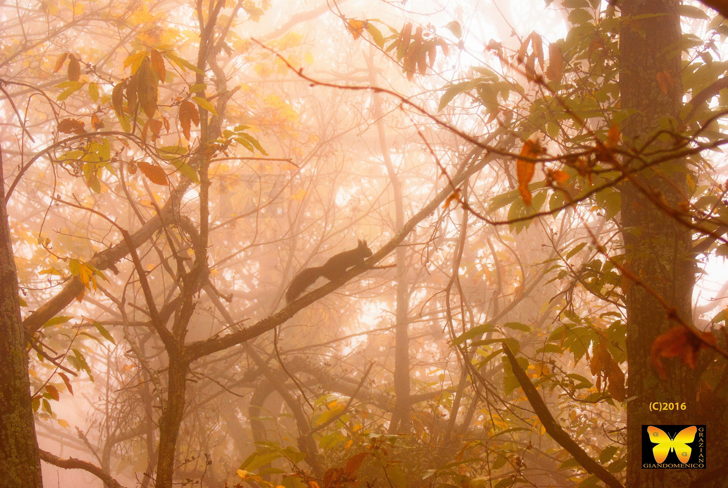 Passeggiando in sila....