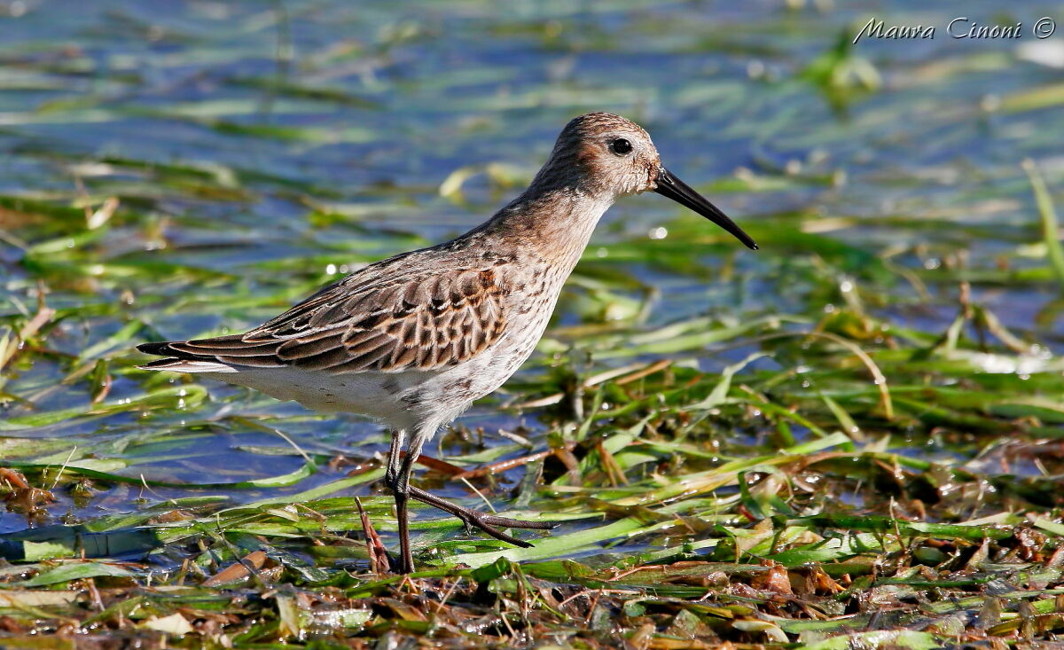 Piovanello Pancianera