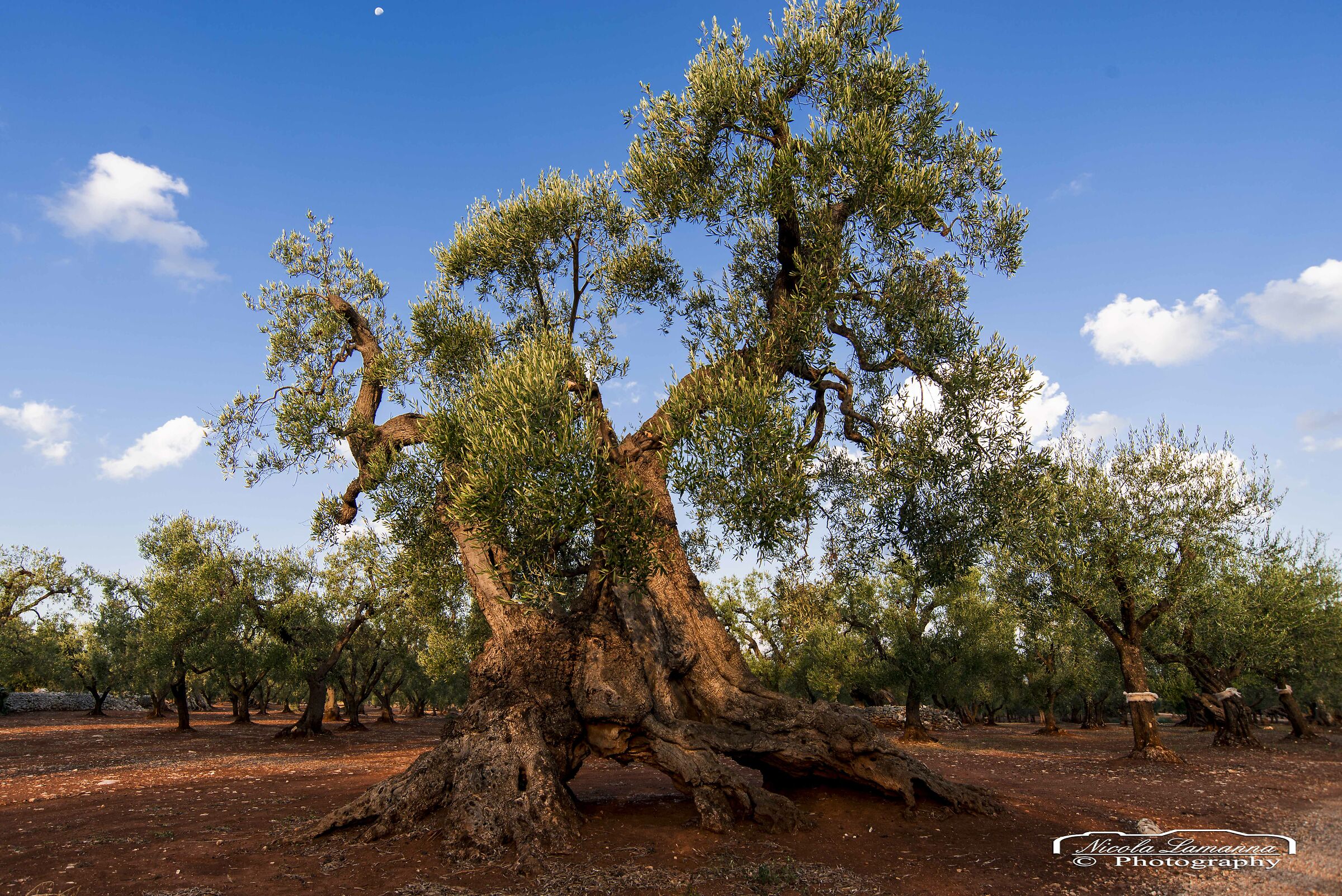 Olive trees in the land of Polignano in Mare Ba