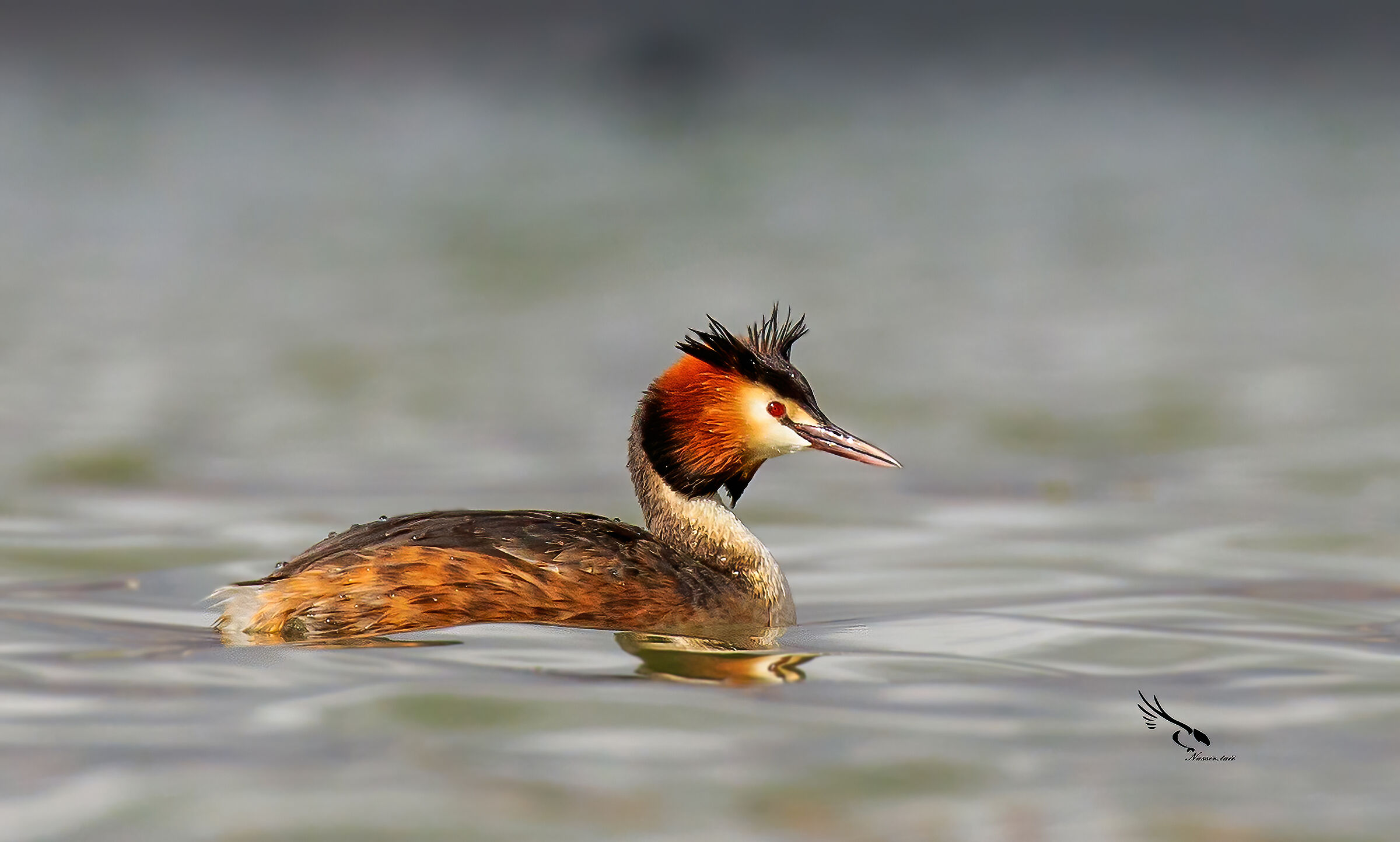 Grande grebe crestato