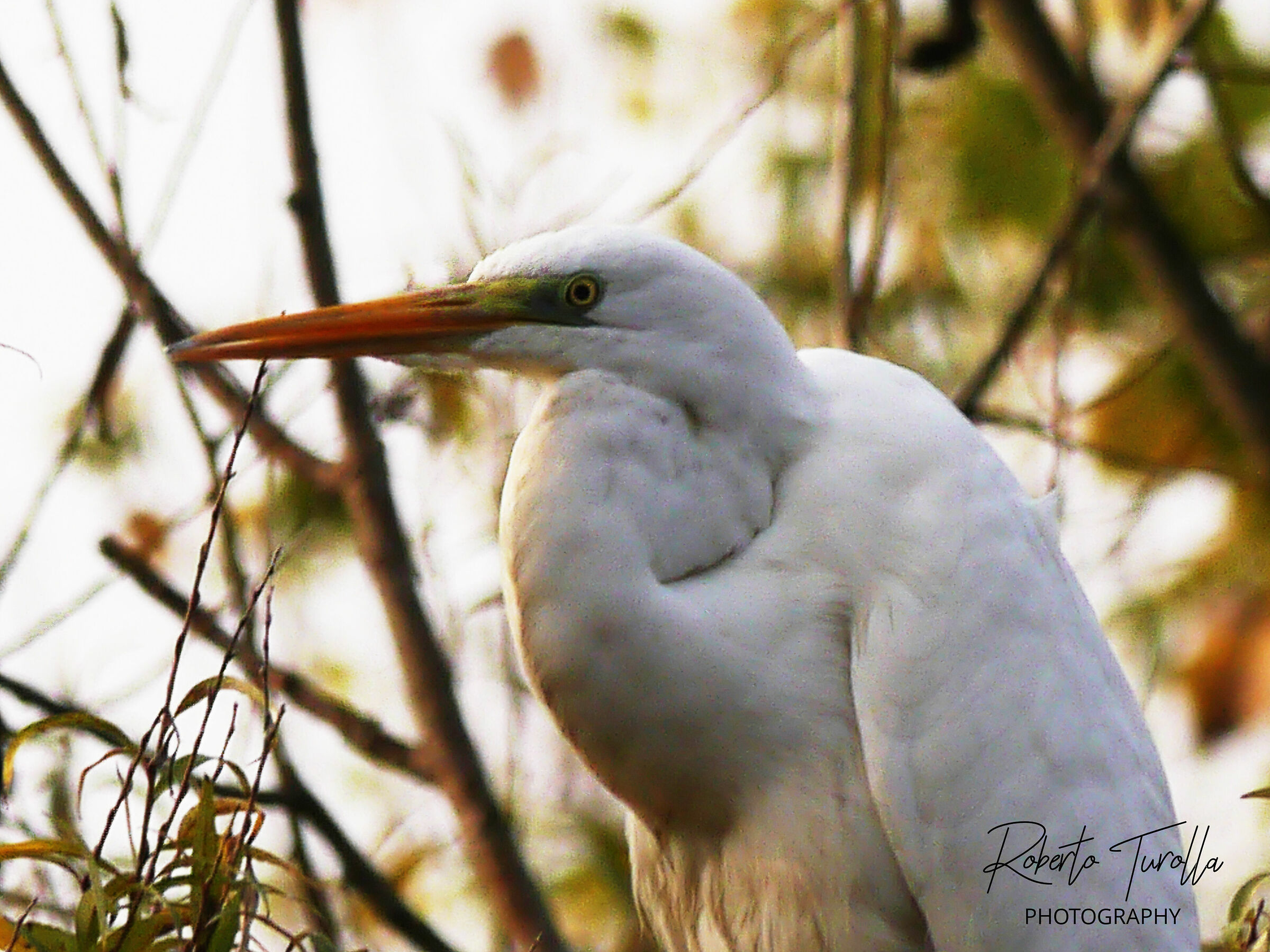 White heron